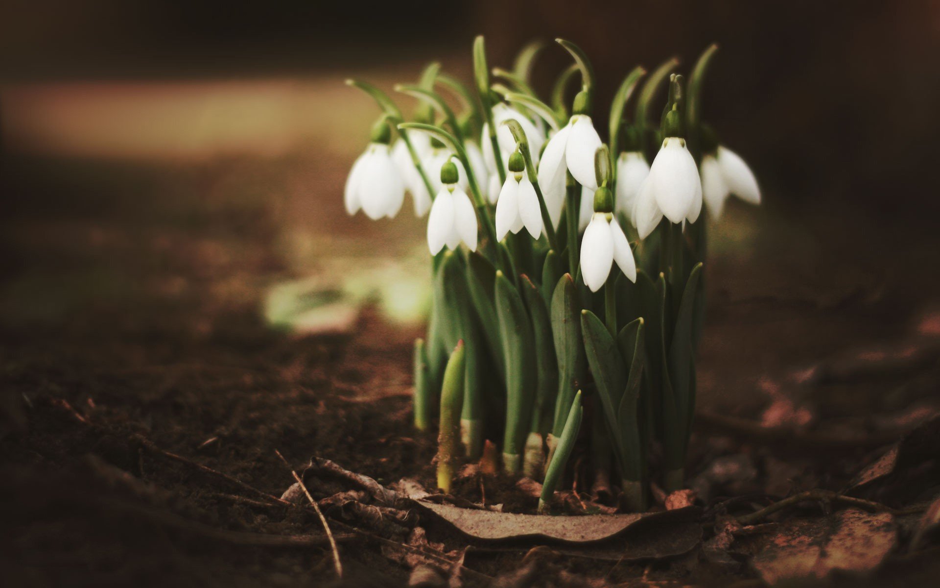 schneeglöckchen frühling blätter