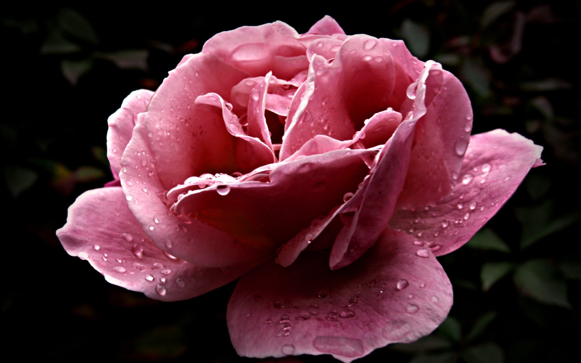 fleur rosée gouttes pétales rose