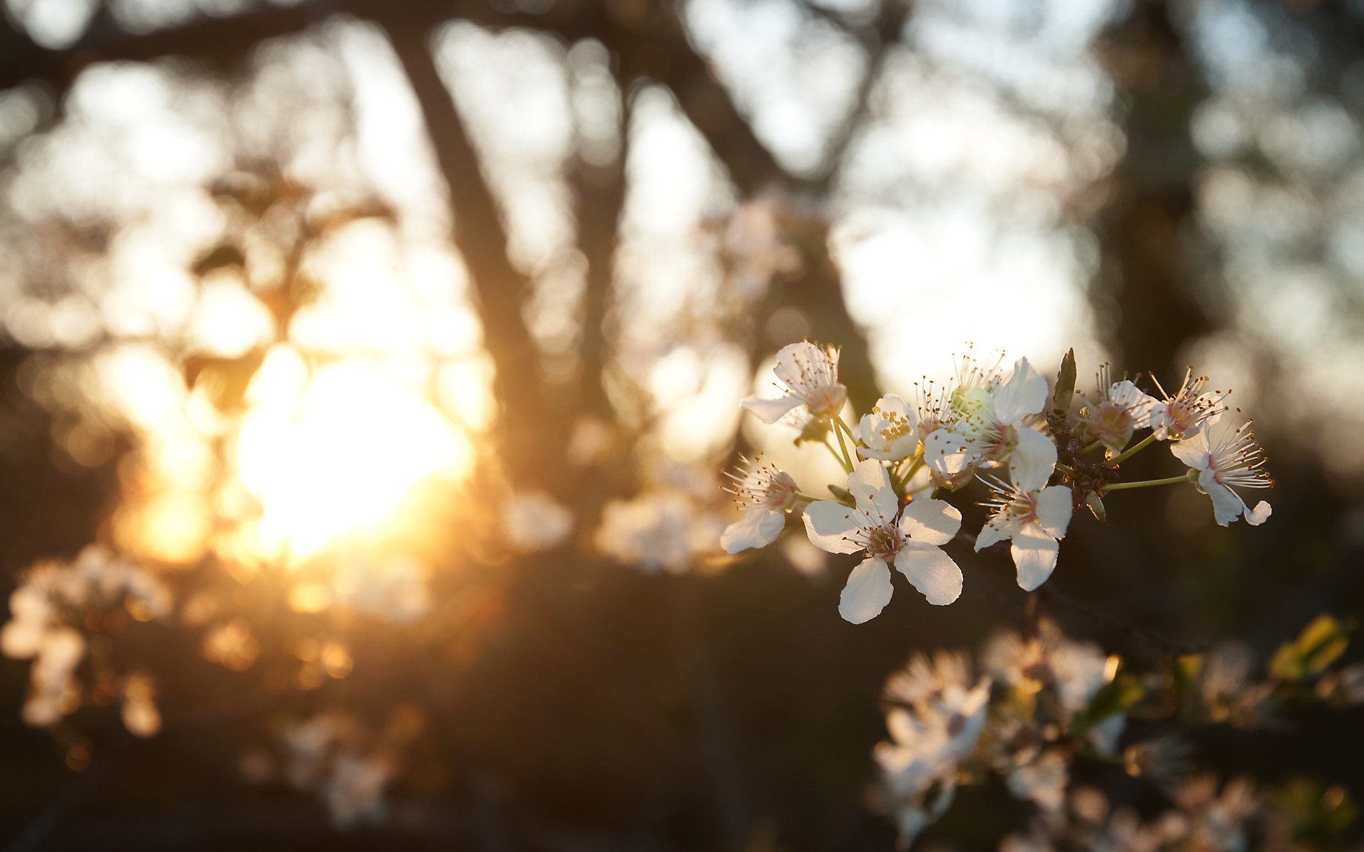 primavera oro sole