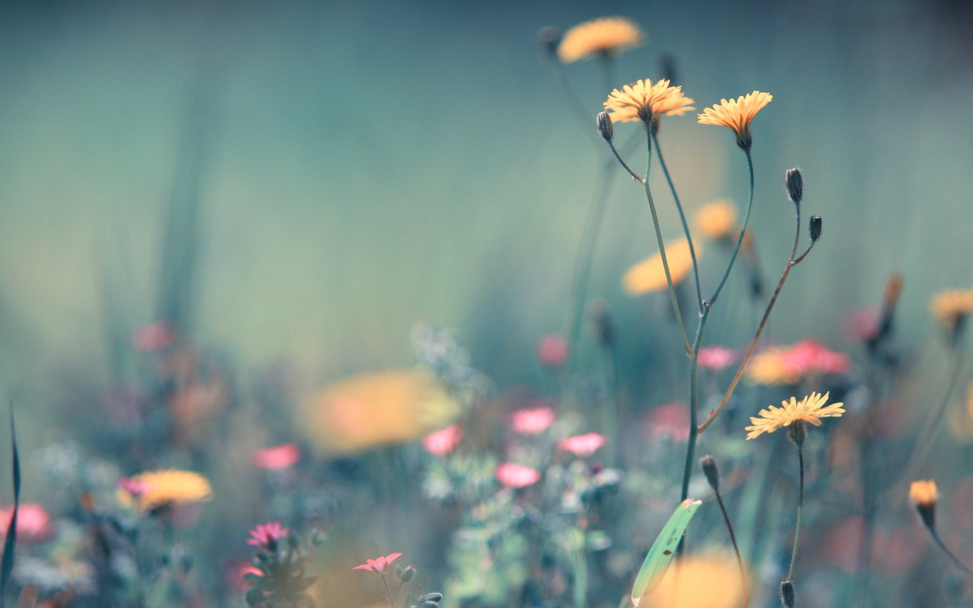 flower yellow pink grass plants the field summer close up blur lightne