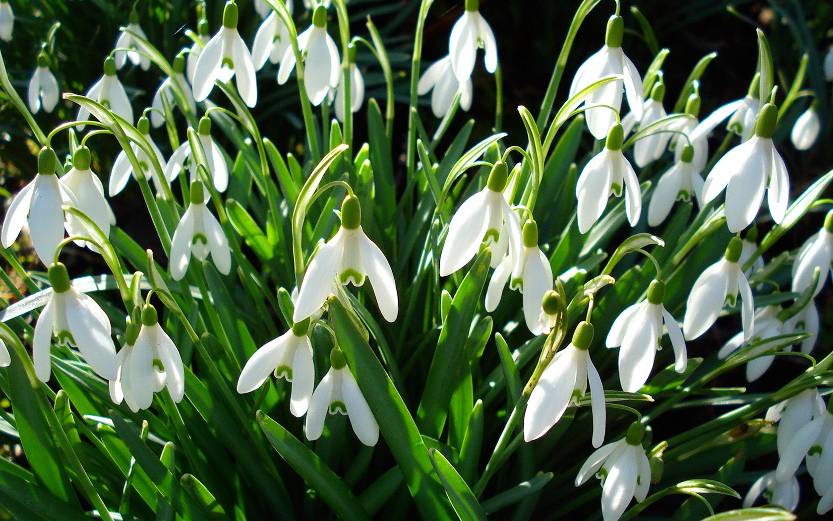 nowdrops spring green