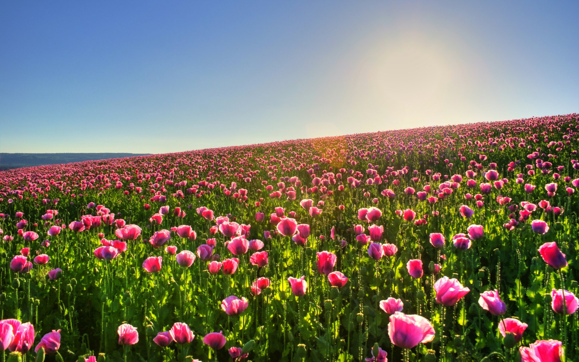 flores naturaleza campo sol