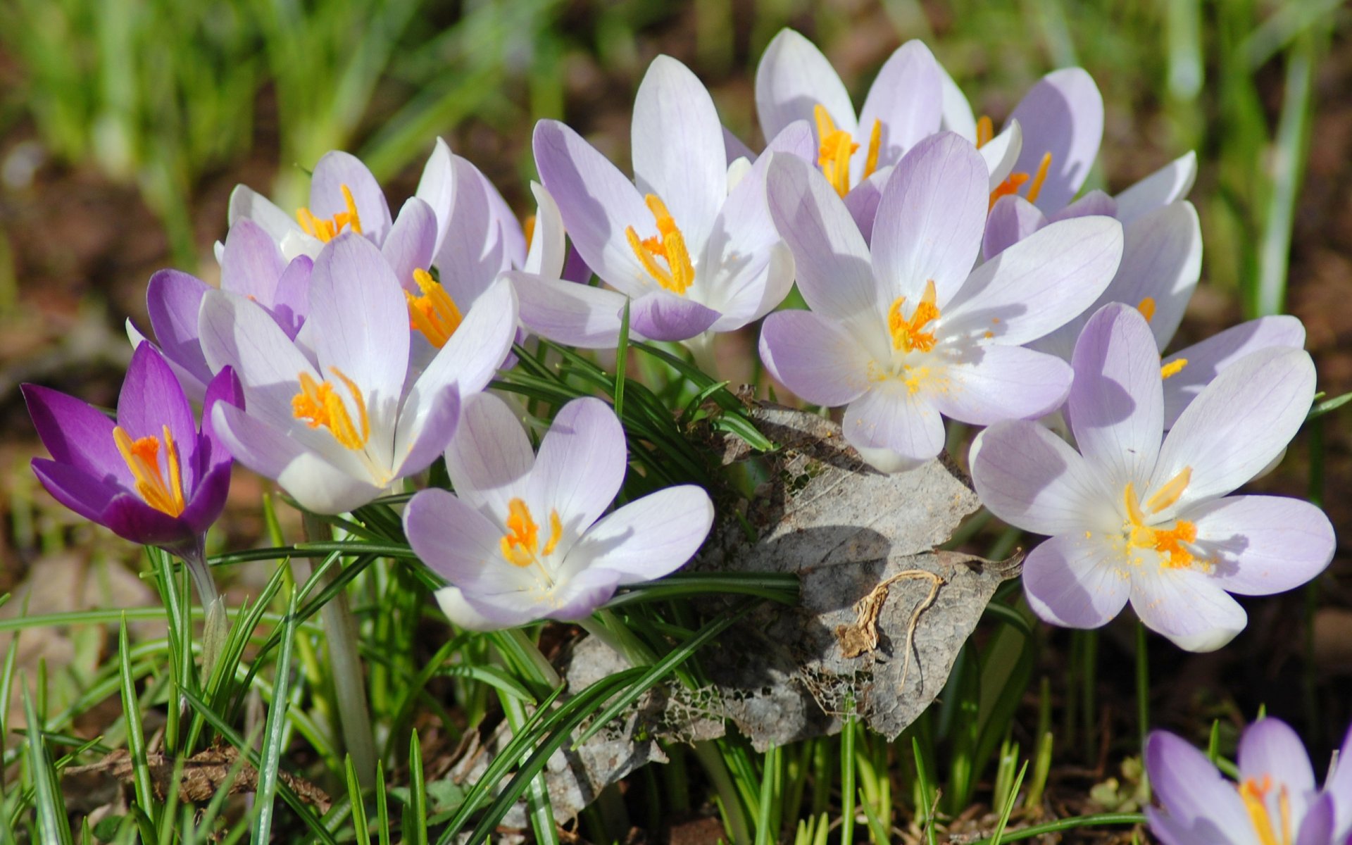 pring crocus primrose sheet and dry close up