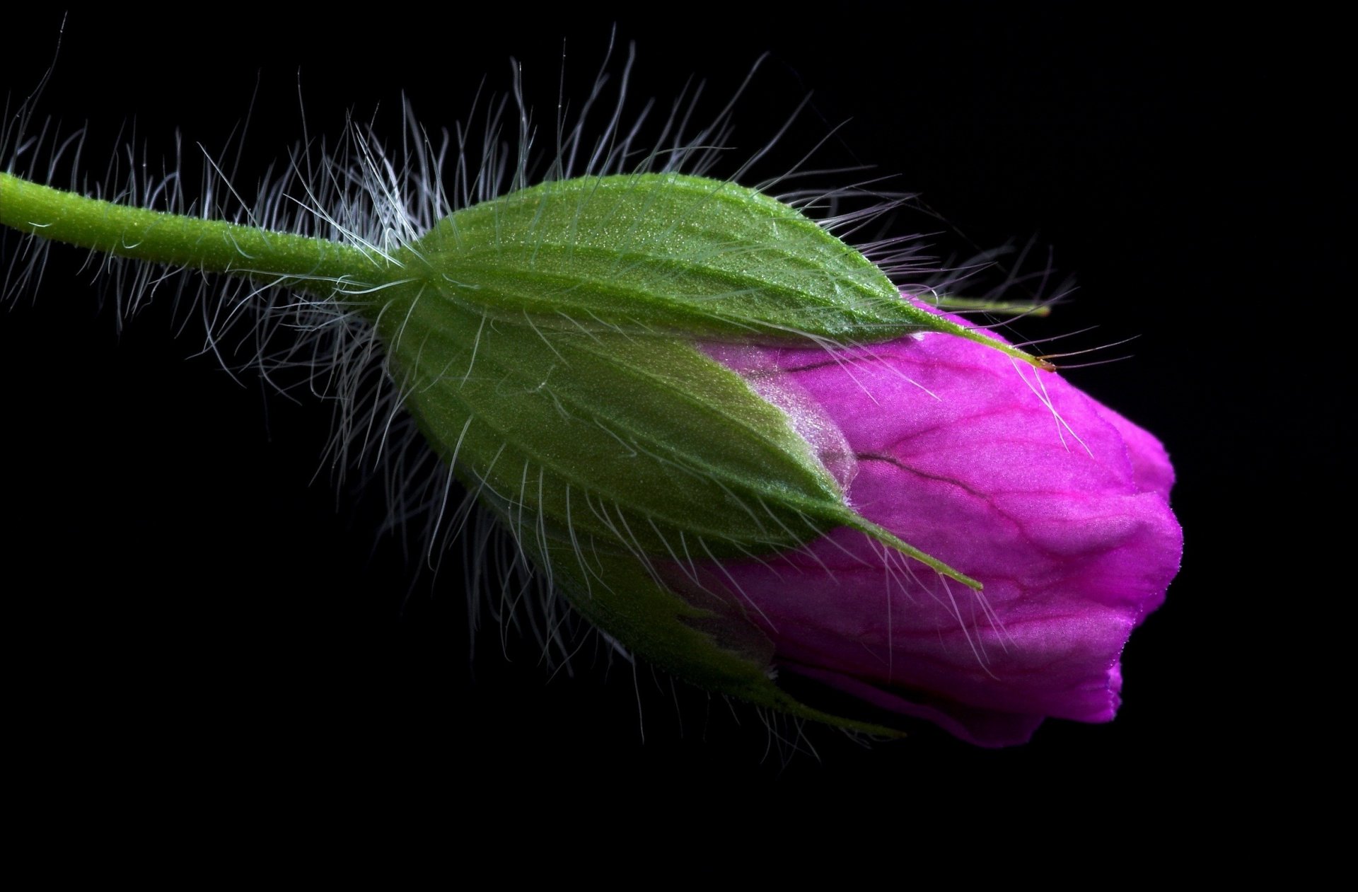 dark flower bud