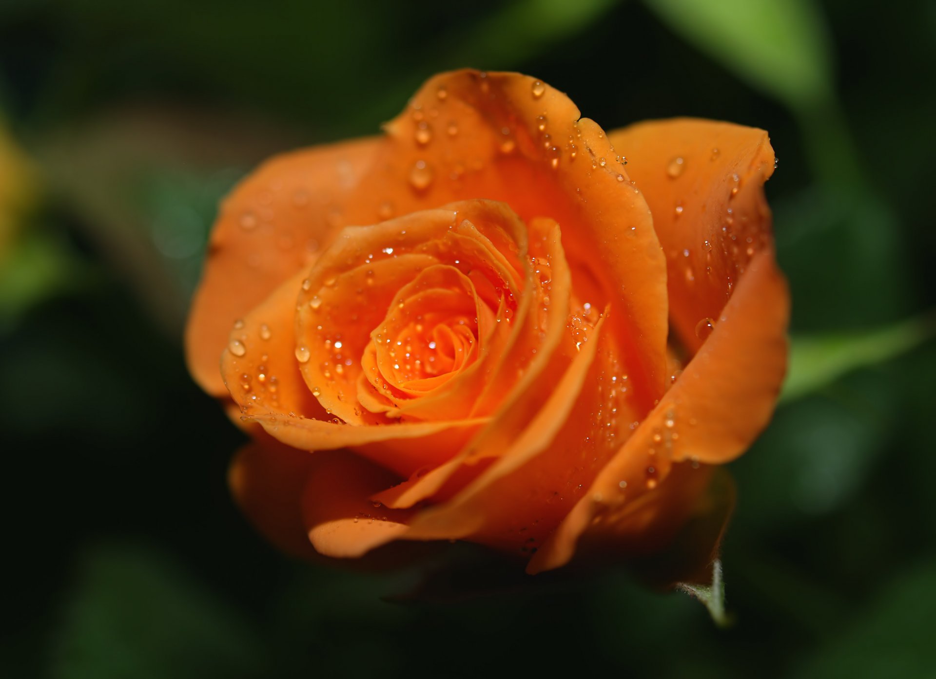 rosa naranja brillante. gotas rocío