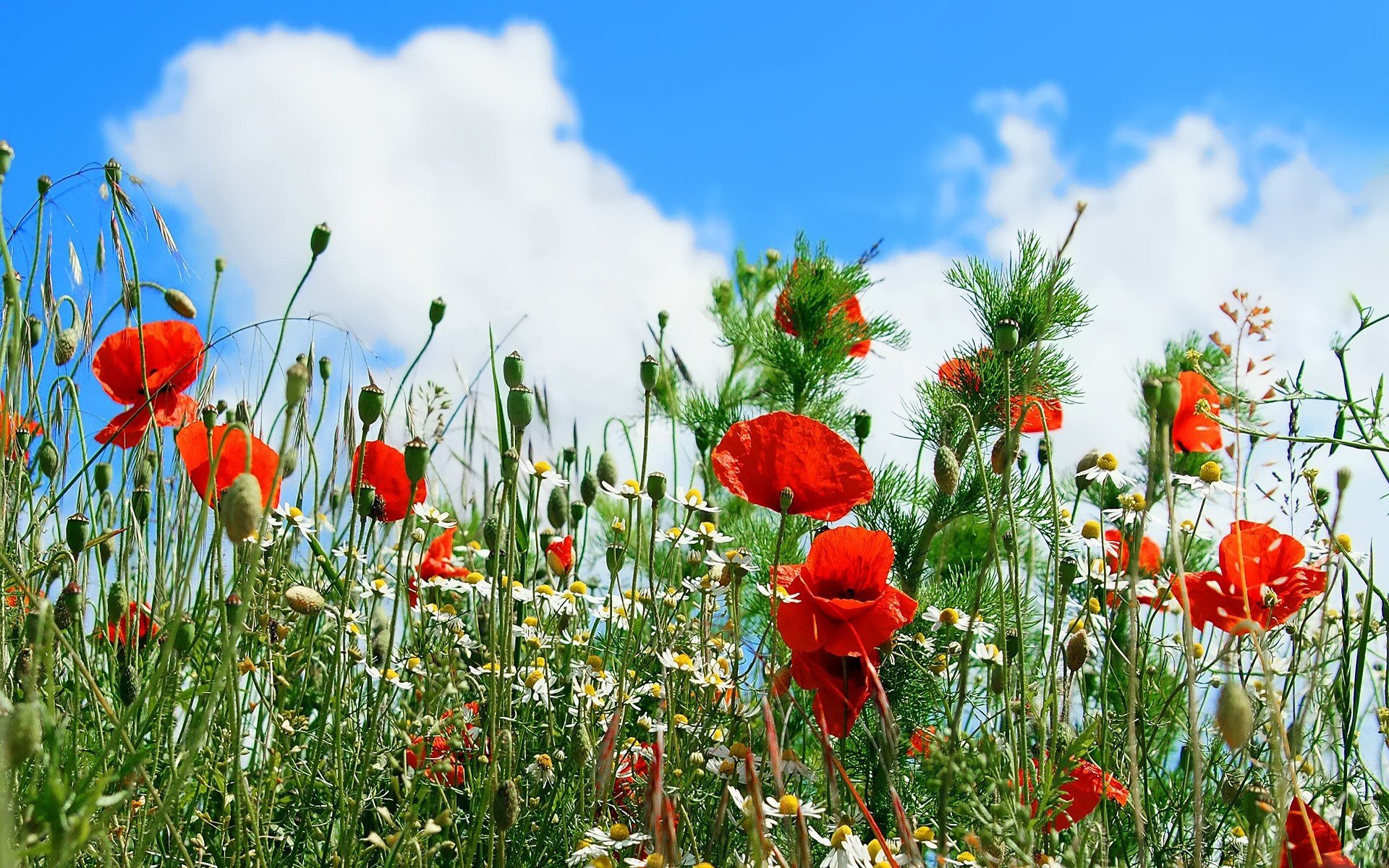 coquelicots camomille marguerites fleurs ciel nuages