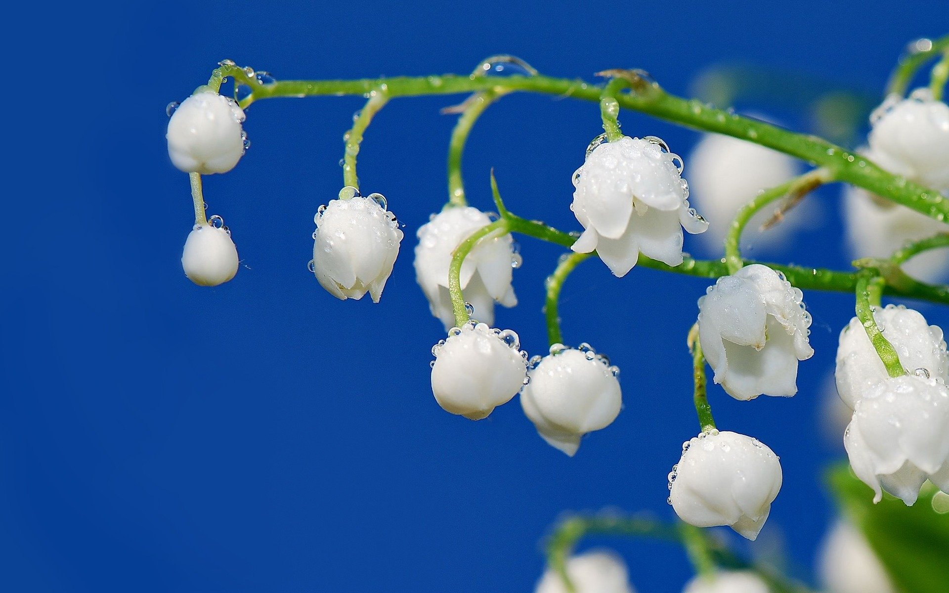 ramita racimo flor blanco lirio del valle tallo rocío gotas primavera frescura ternura