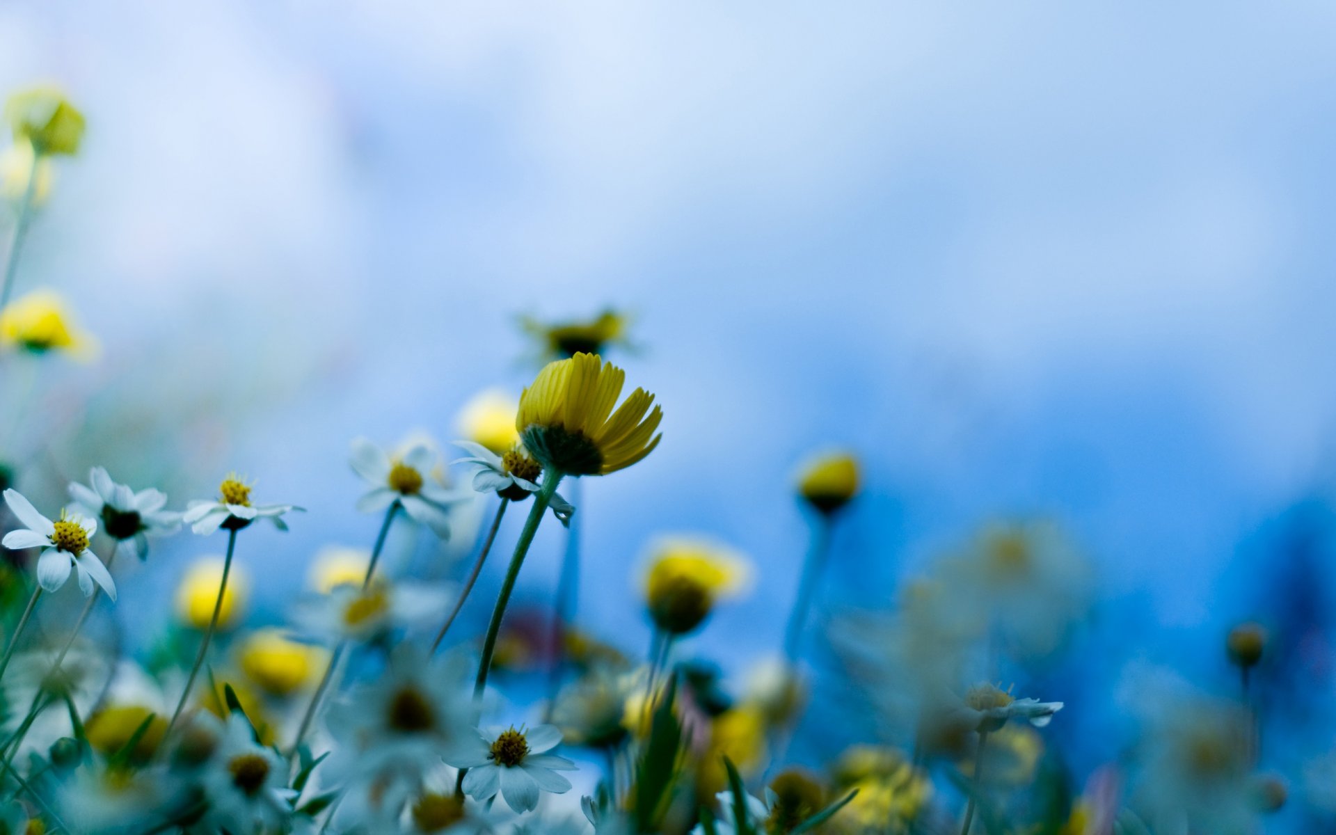 meadow flowers close up the stem