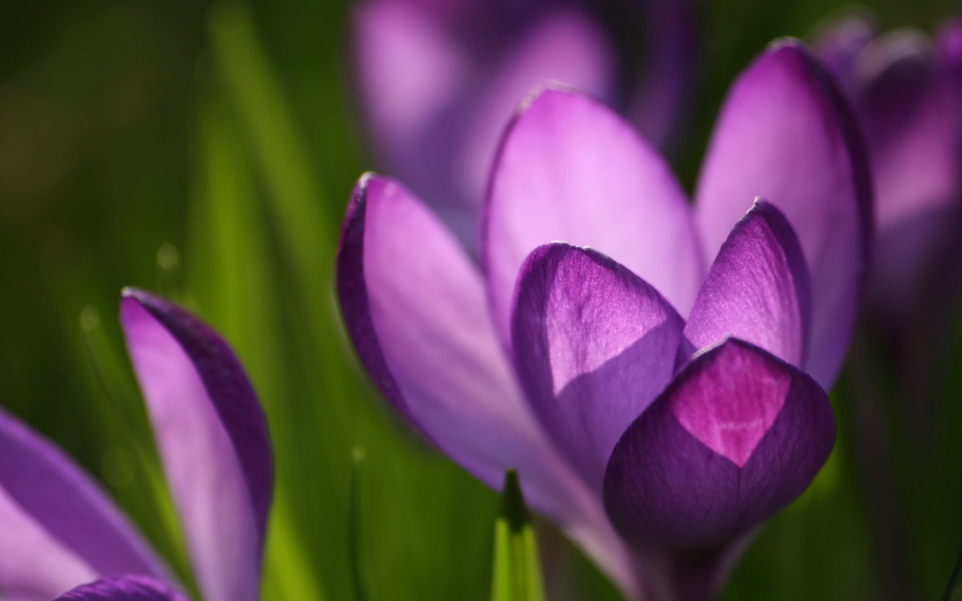 crocus púrpura macro