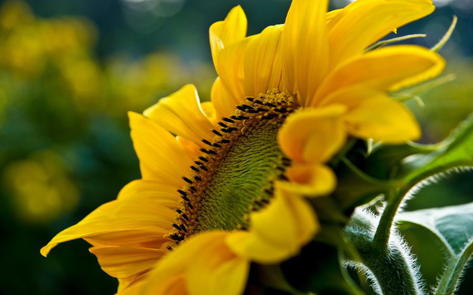 the stem hairs sunflower