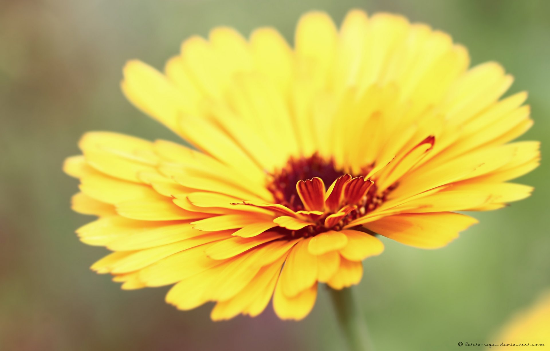 petali giallo macro