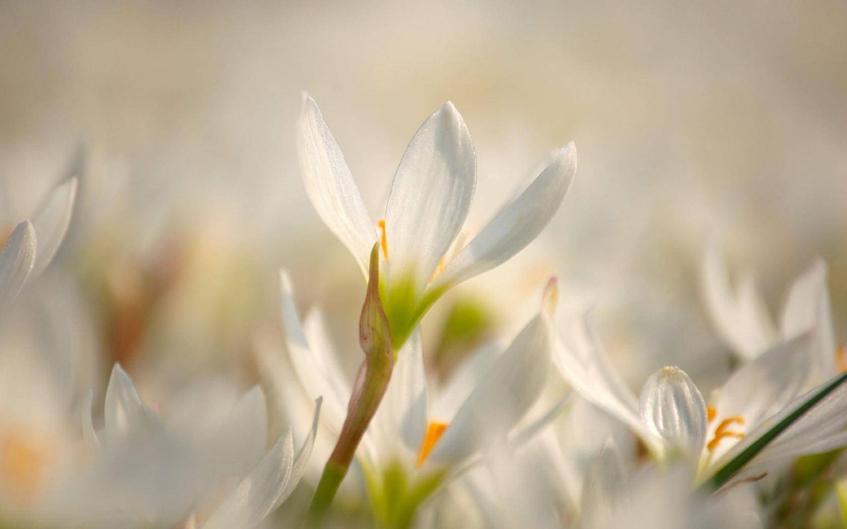 frühling blumen schneeglöckchen lichtung sonnig strahlen blendung tauwetter zärtlichkeit