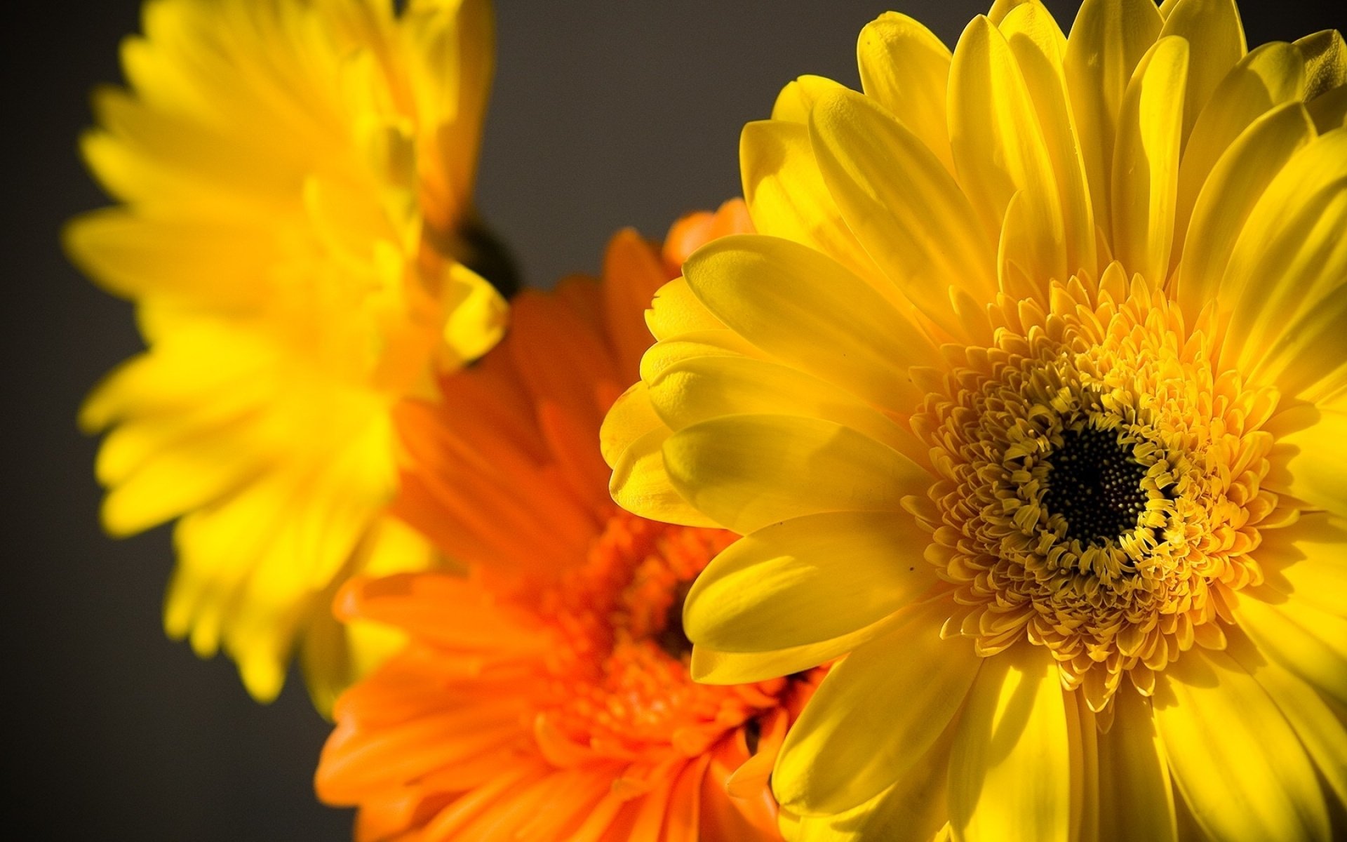 close up petals yellow