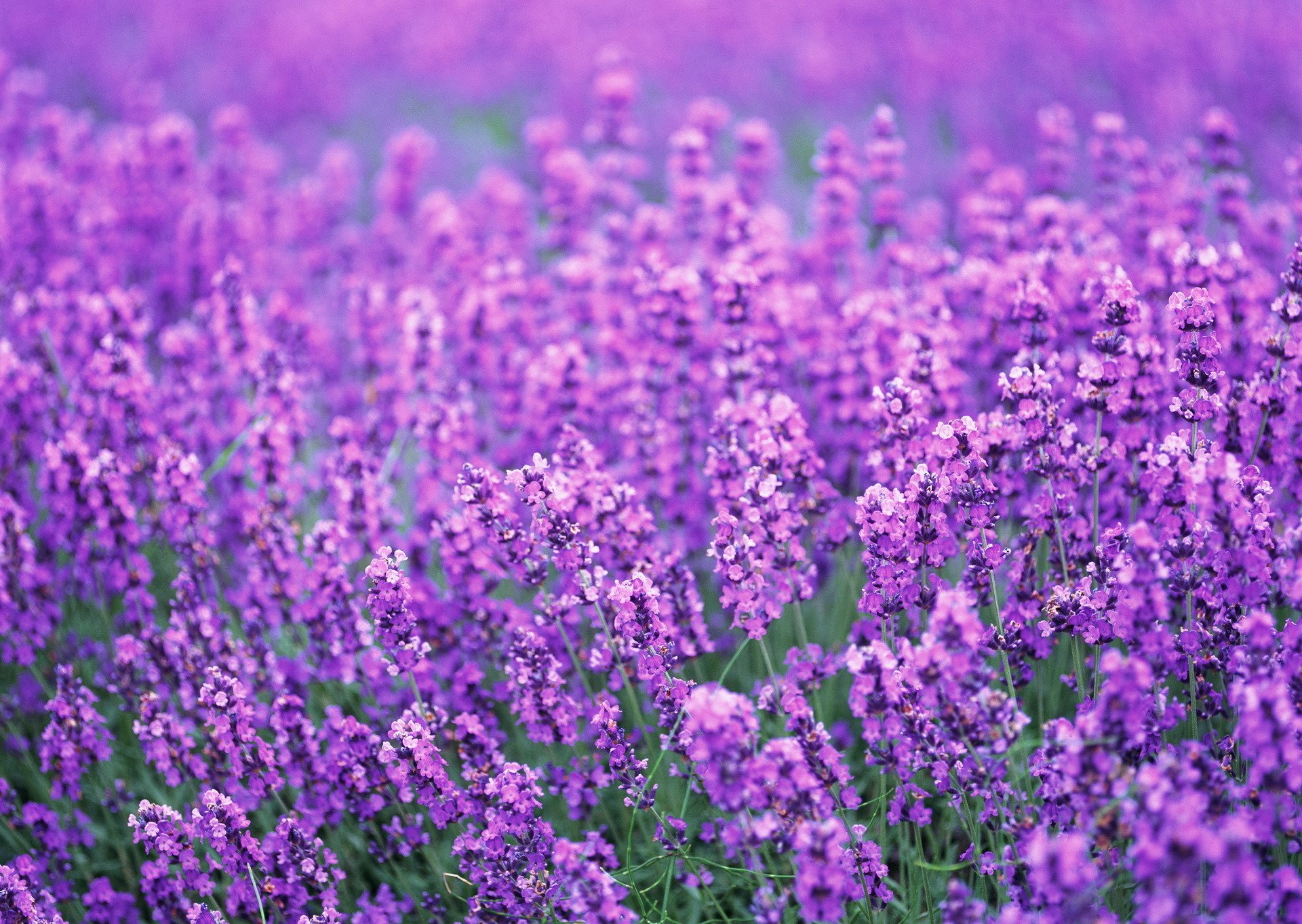 lavanda campo flores lila verano