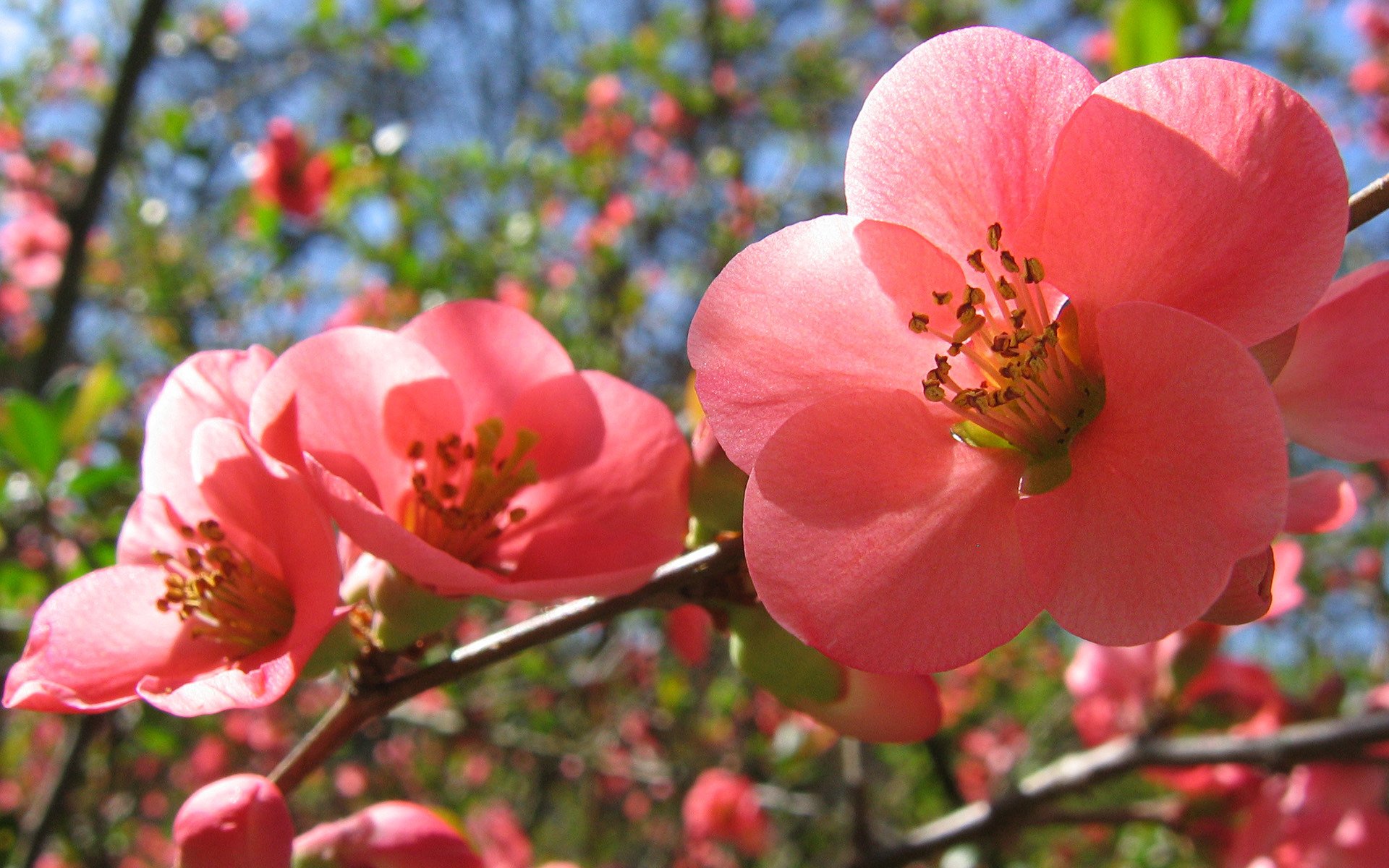 bloom pink flowers spring