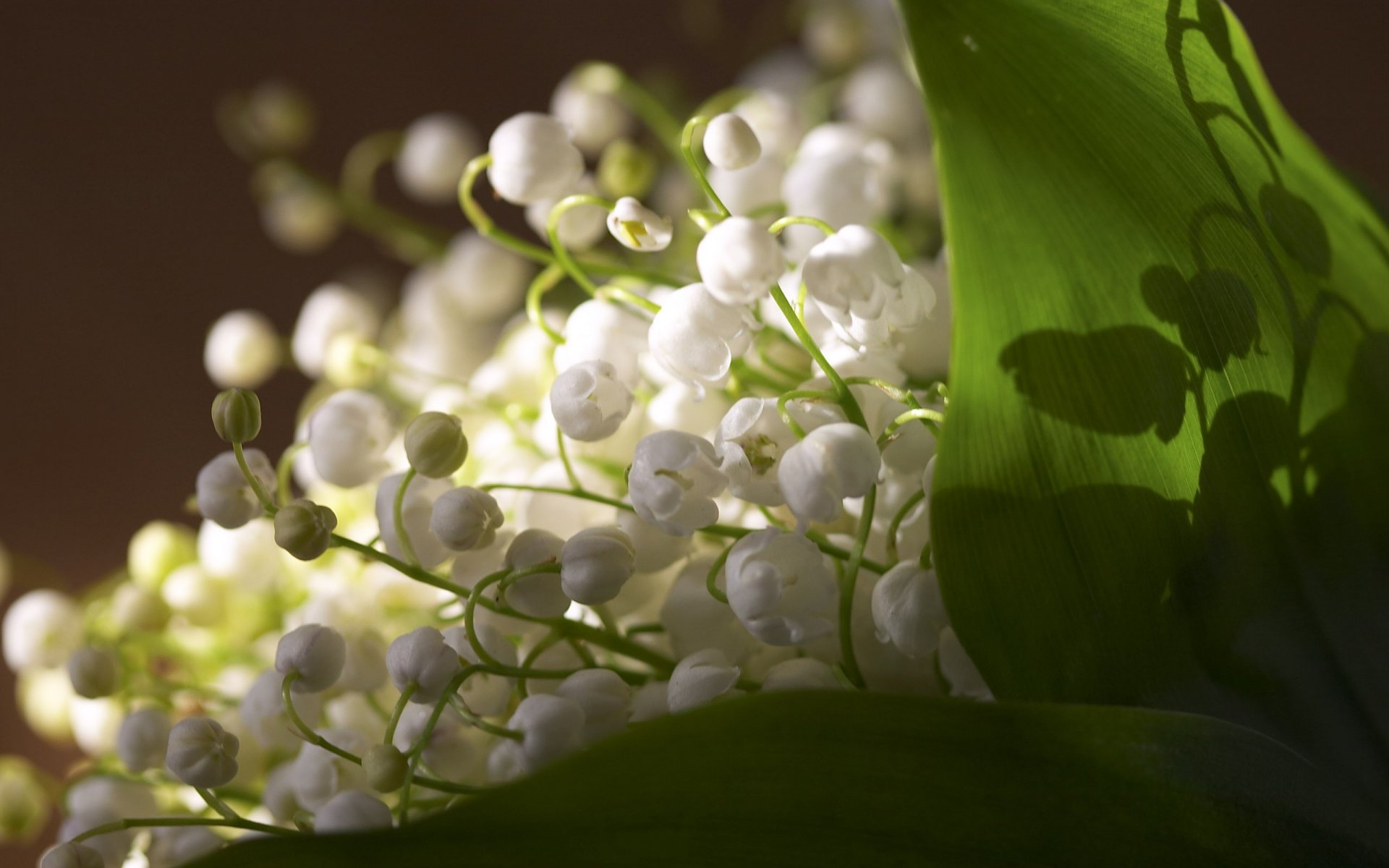 maiglöckchen blätter frische frühling blumen