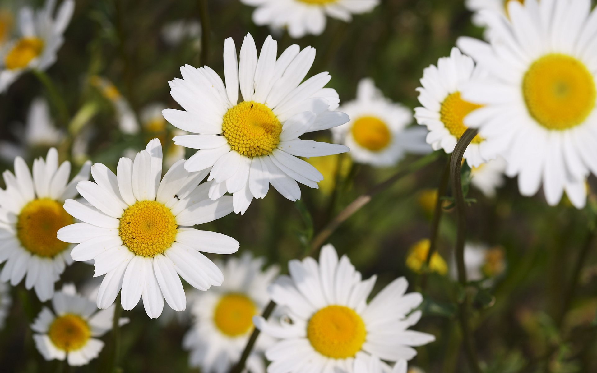 blanc comme neige marguerites beaucoup