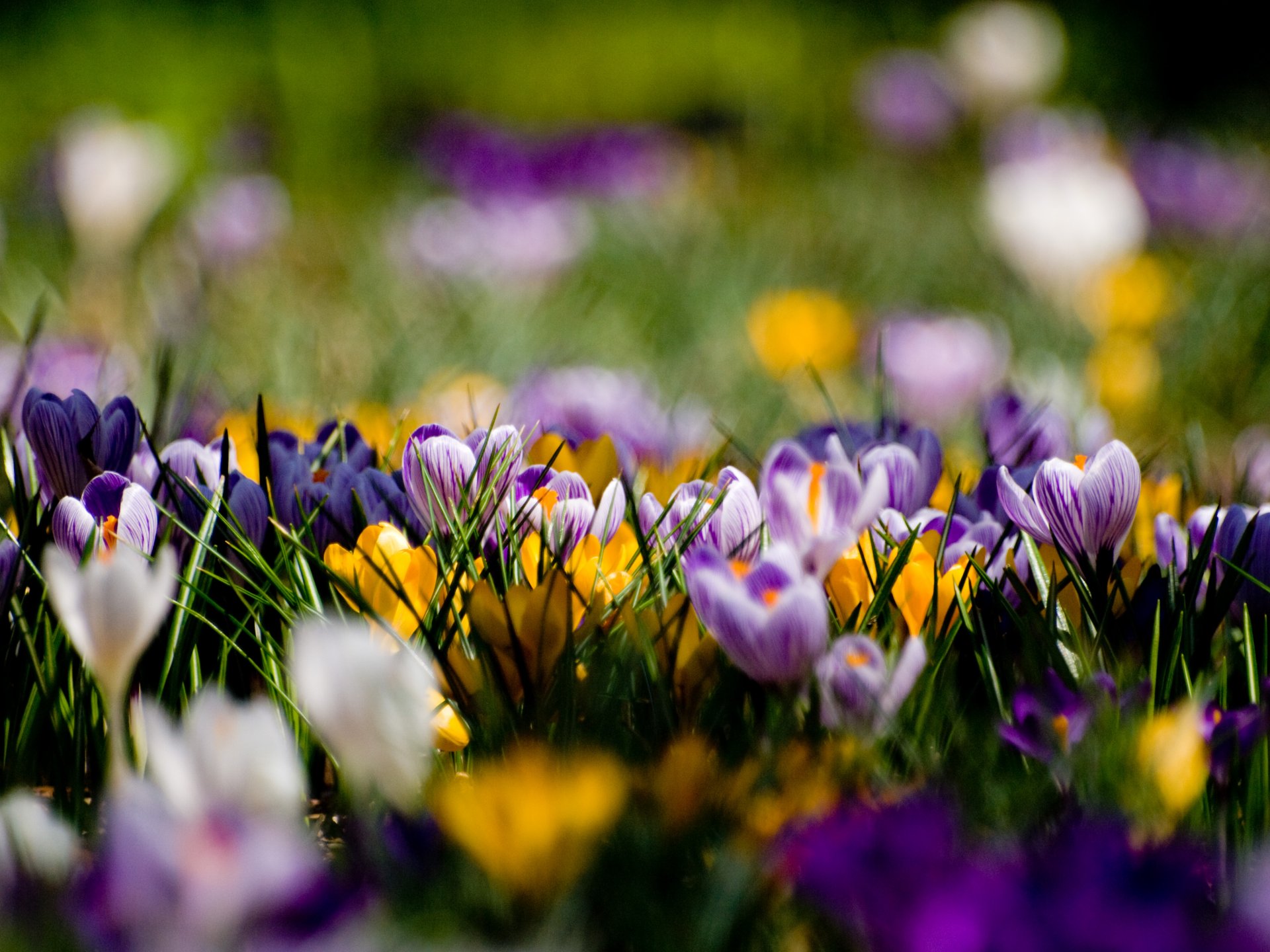 krokusse blumen lila gelb lichtung frühling