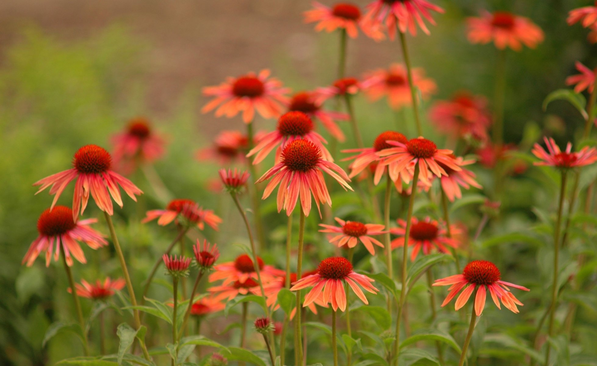 fleurs nature nature photos marguerites