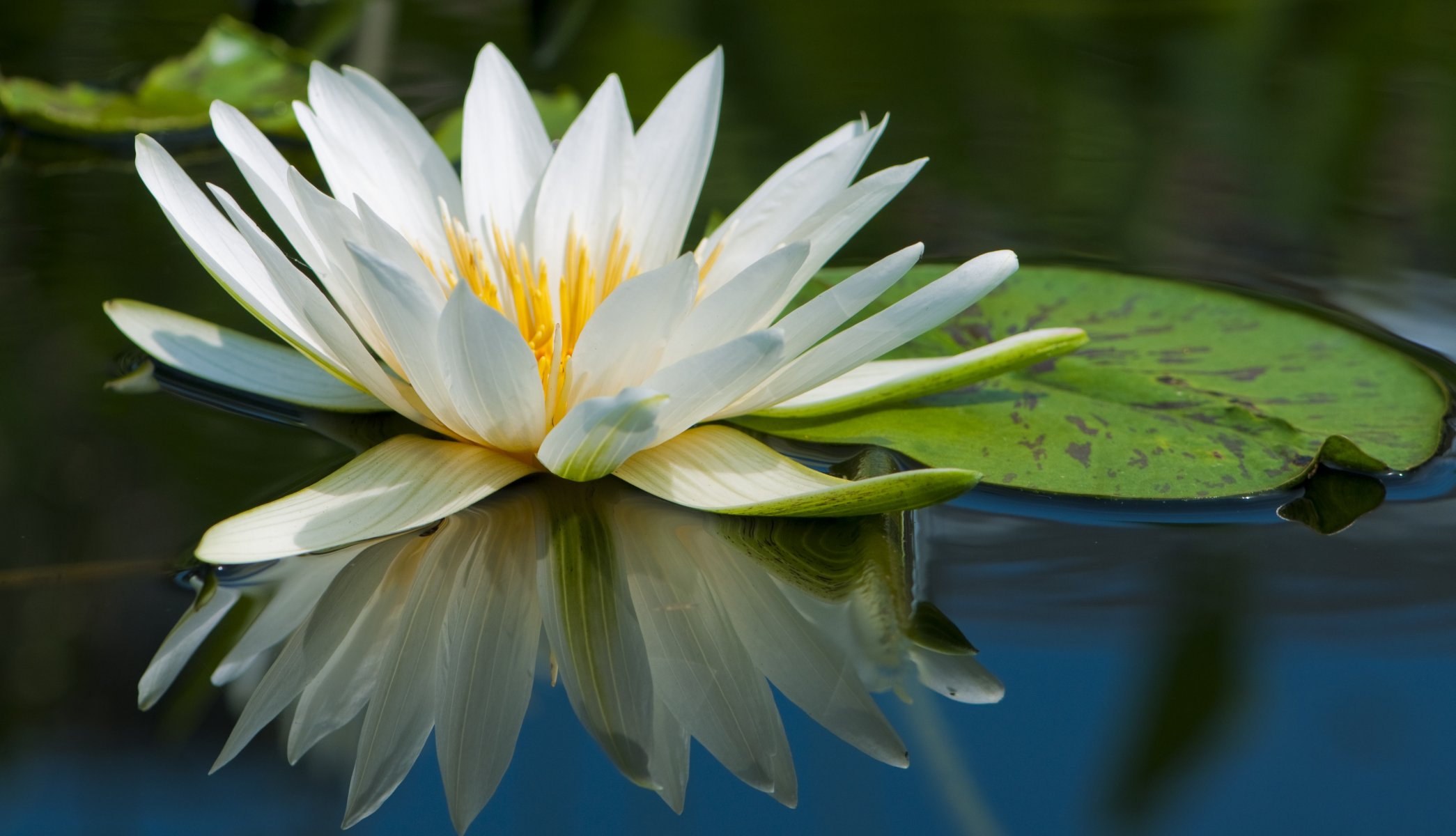 lily water close up