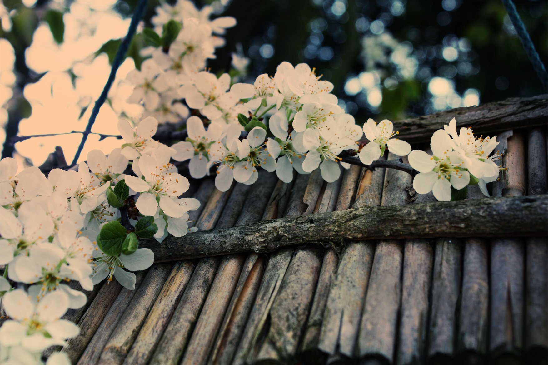 floración cereza rama blanco árbol palos corteza macro primavera resplandor desenfoque