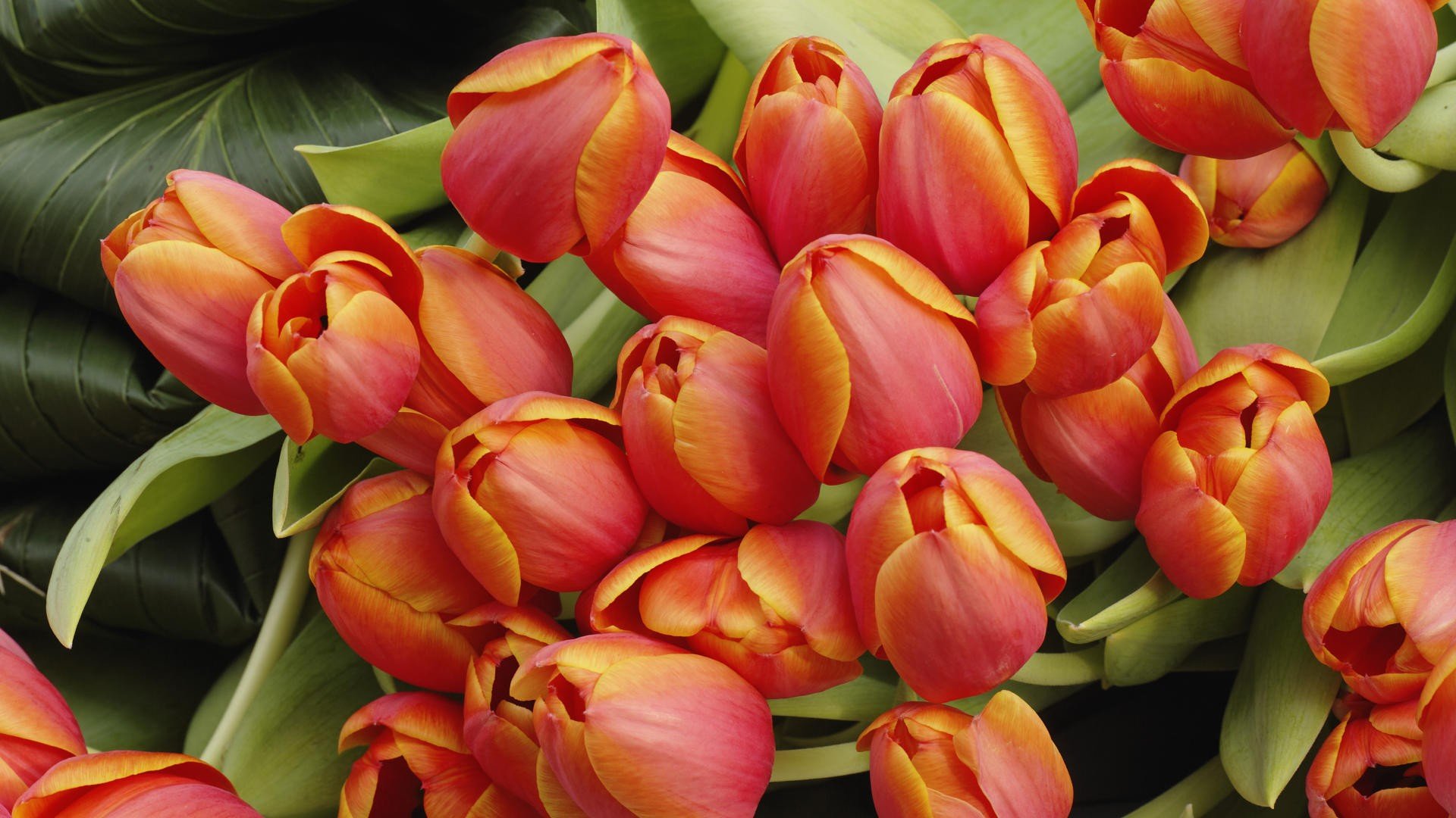 tulipes bouquet fleurs