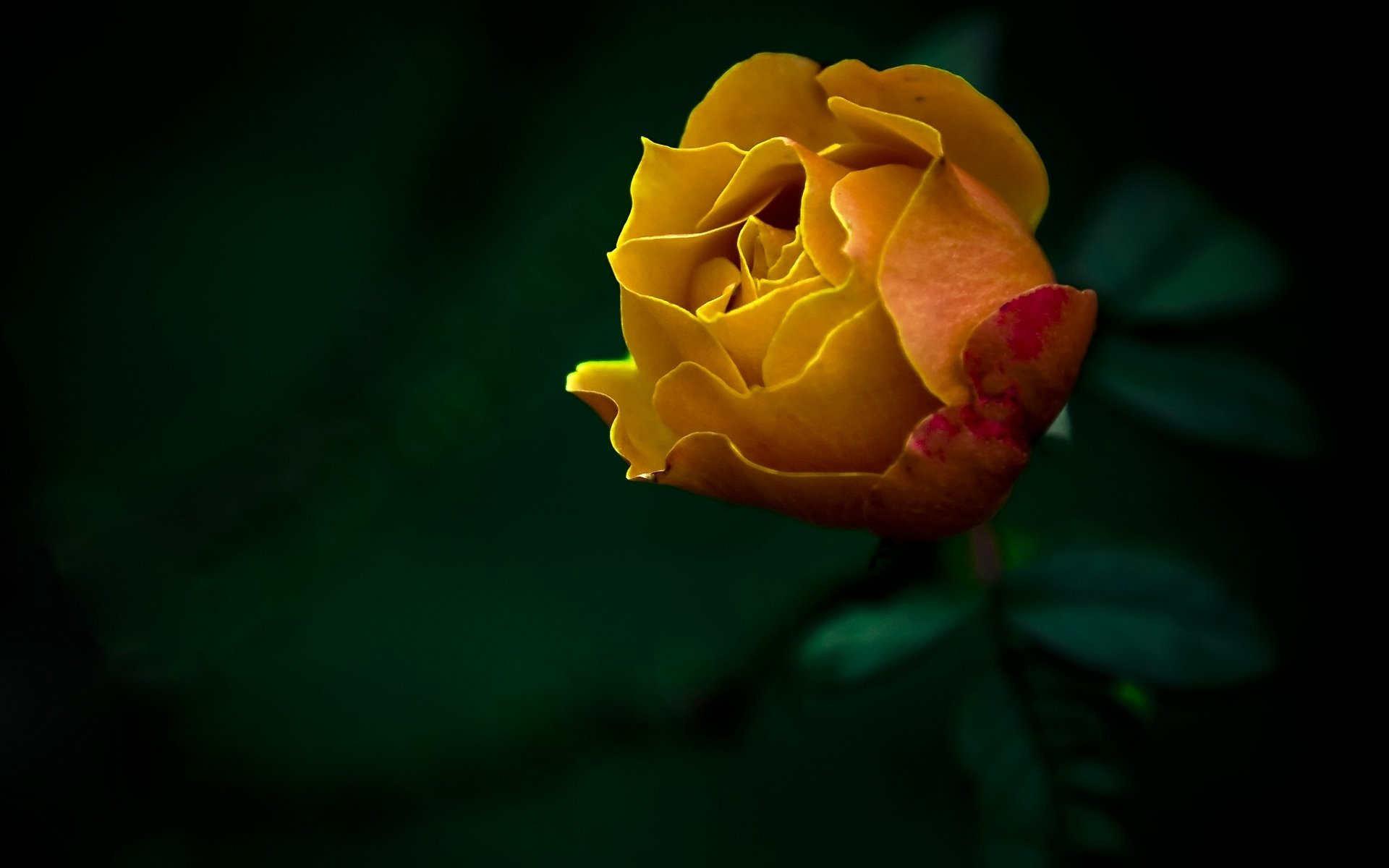 blumen rose natur foto