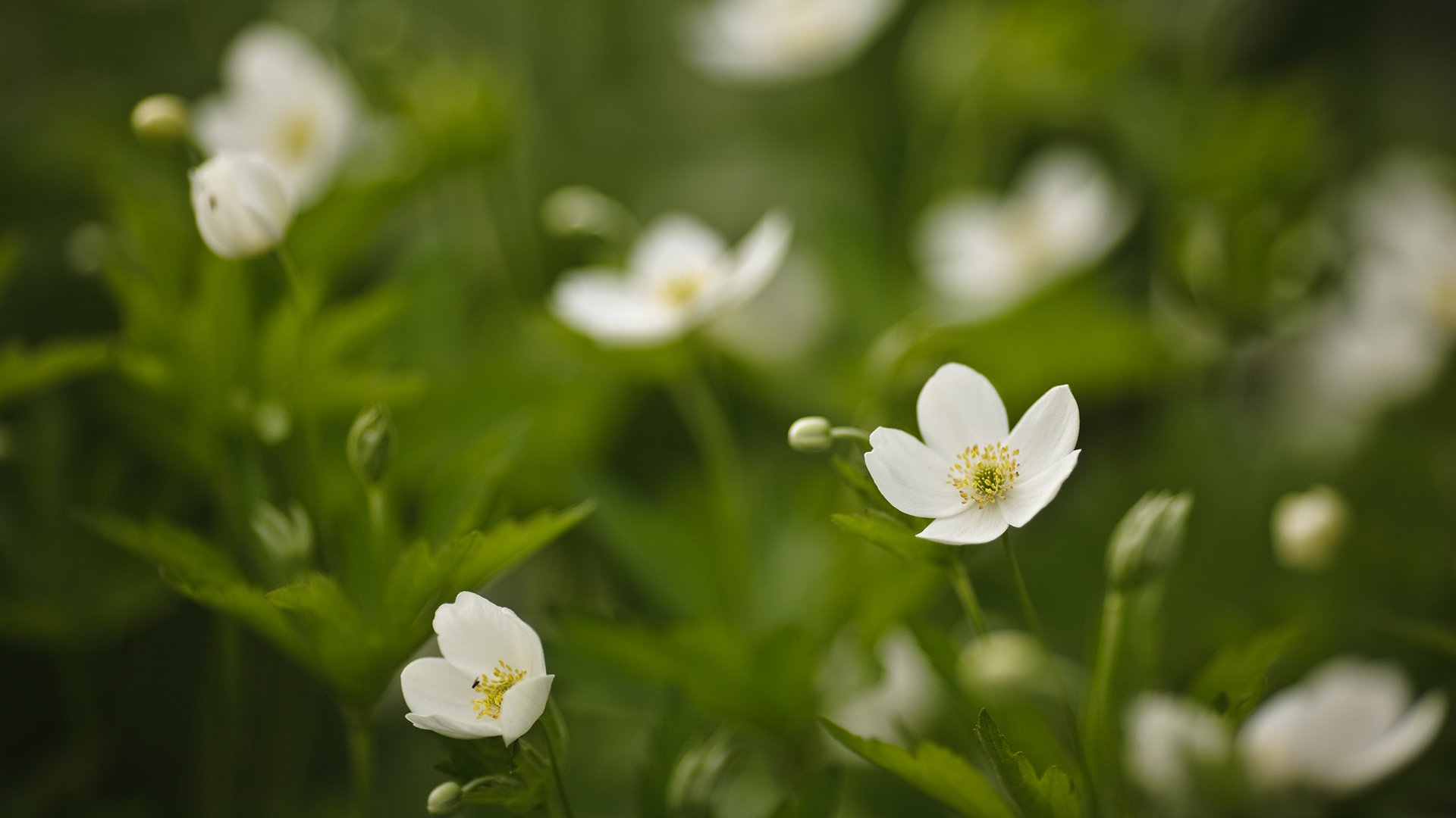 white flower green gra