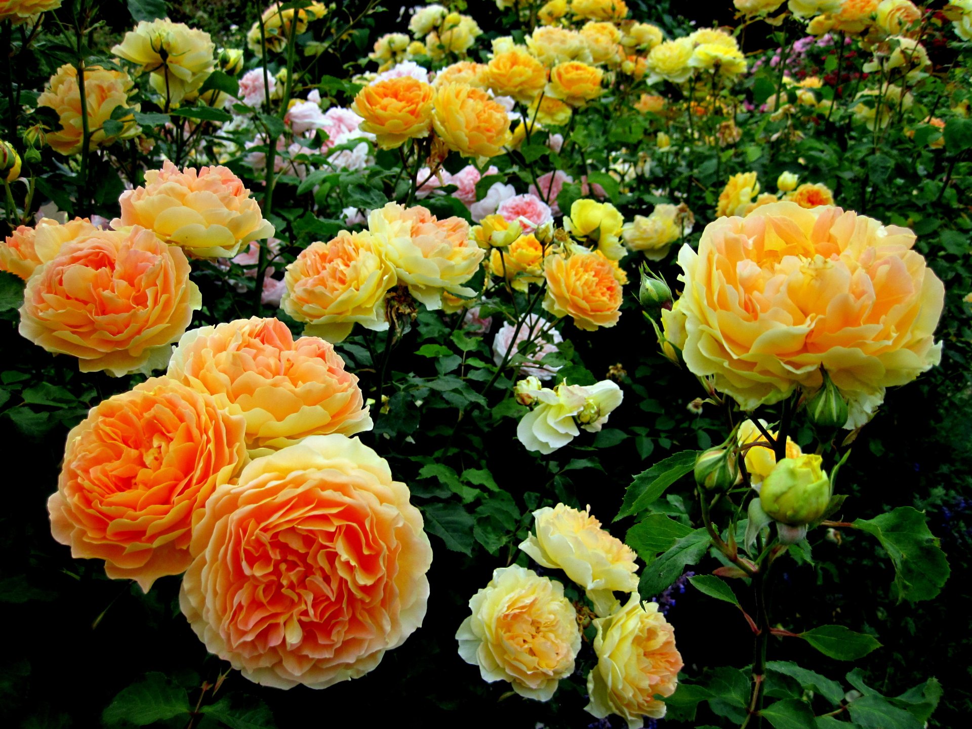 fleurs roses jardin