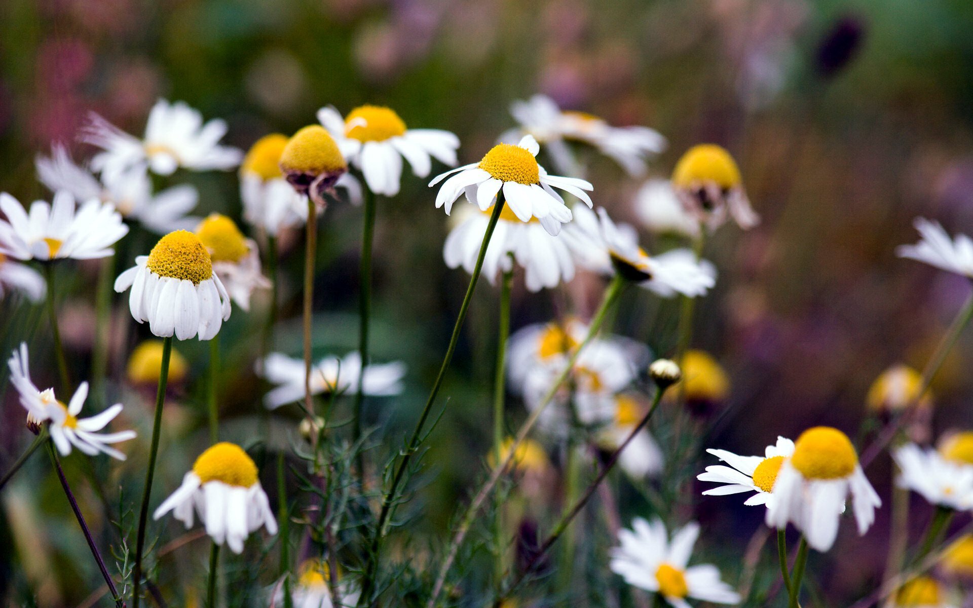 marguerites été nature