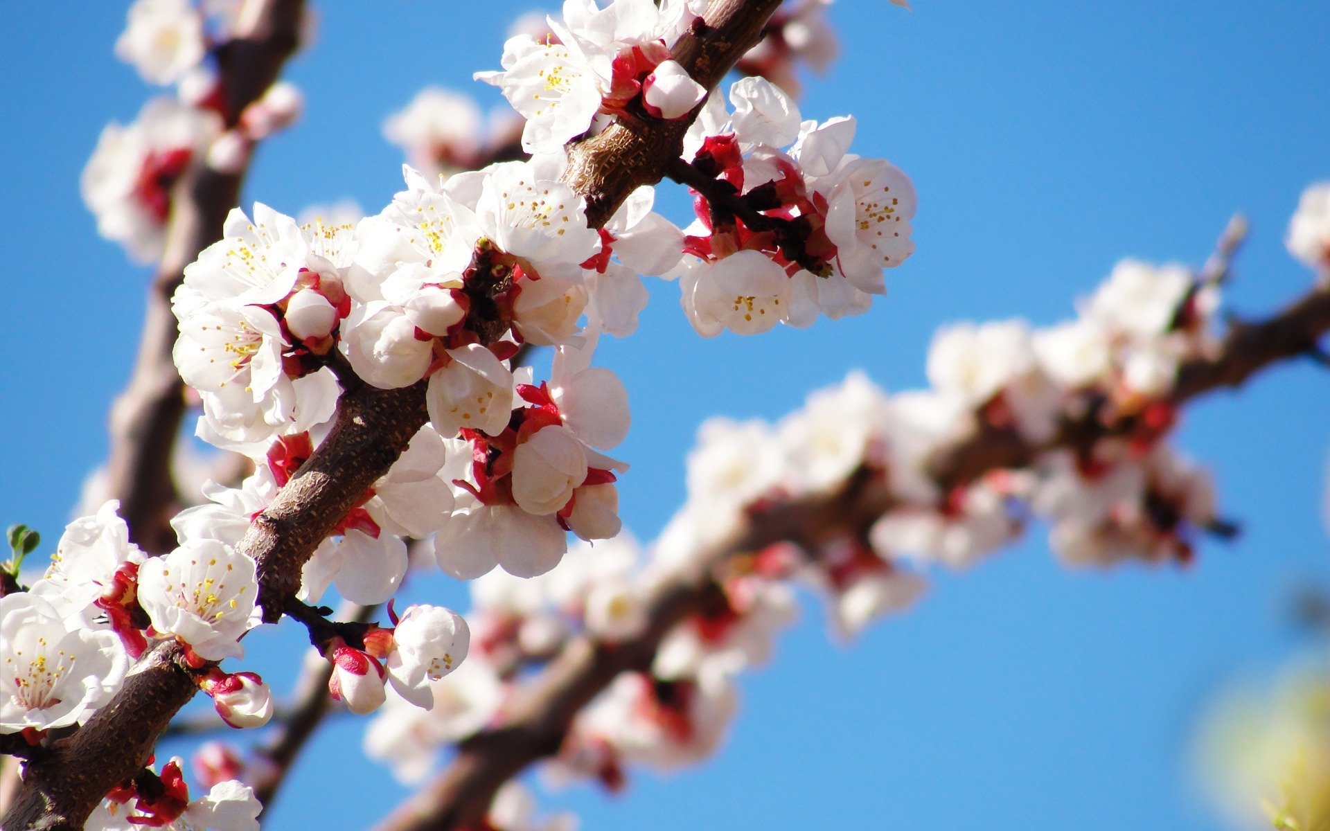 arbre printemps floraison