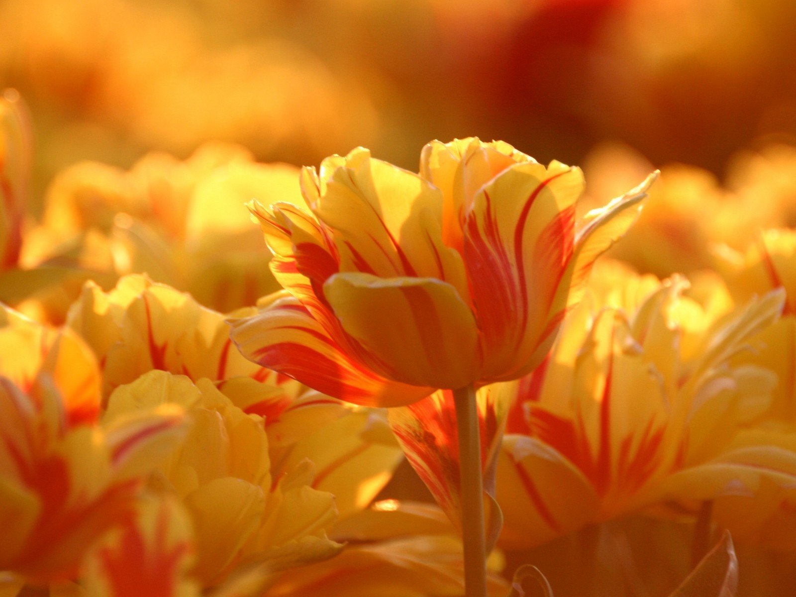 tulipanes brote amarillo