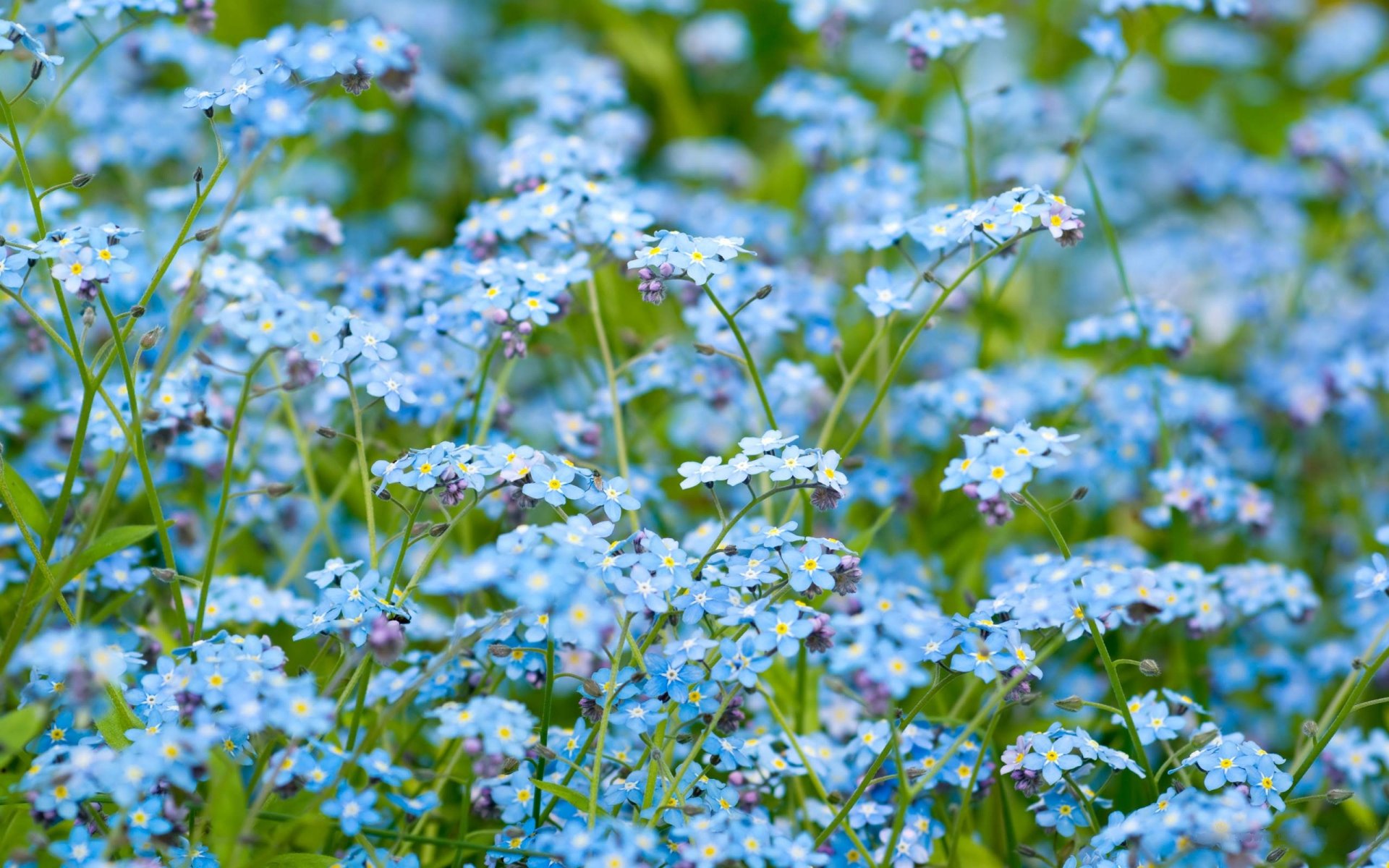 blumen natur makro blumen