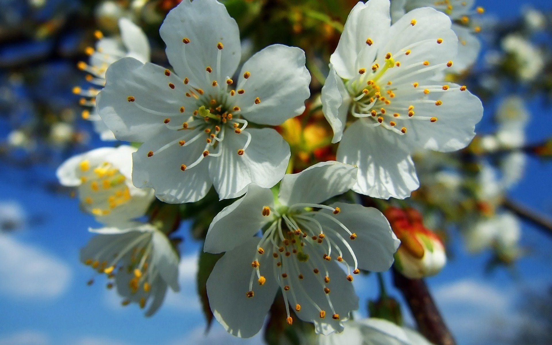 floraison blanc printemps