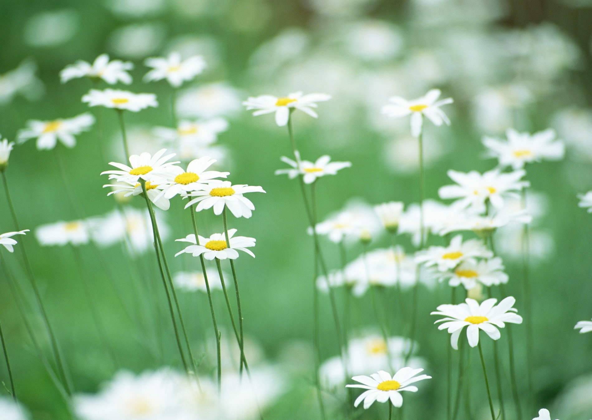 marguerites fleurs verdure champ tendresse