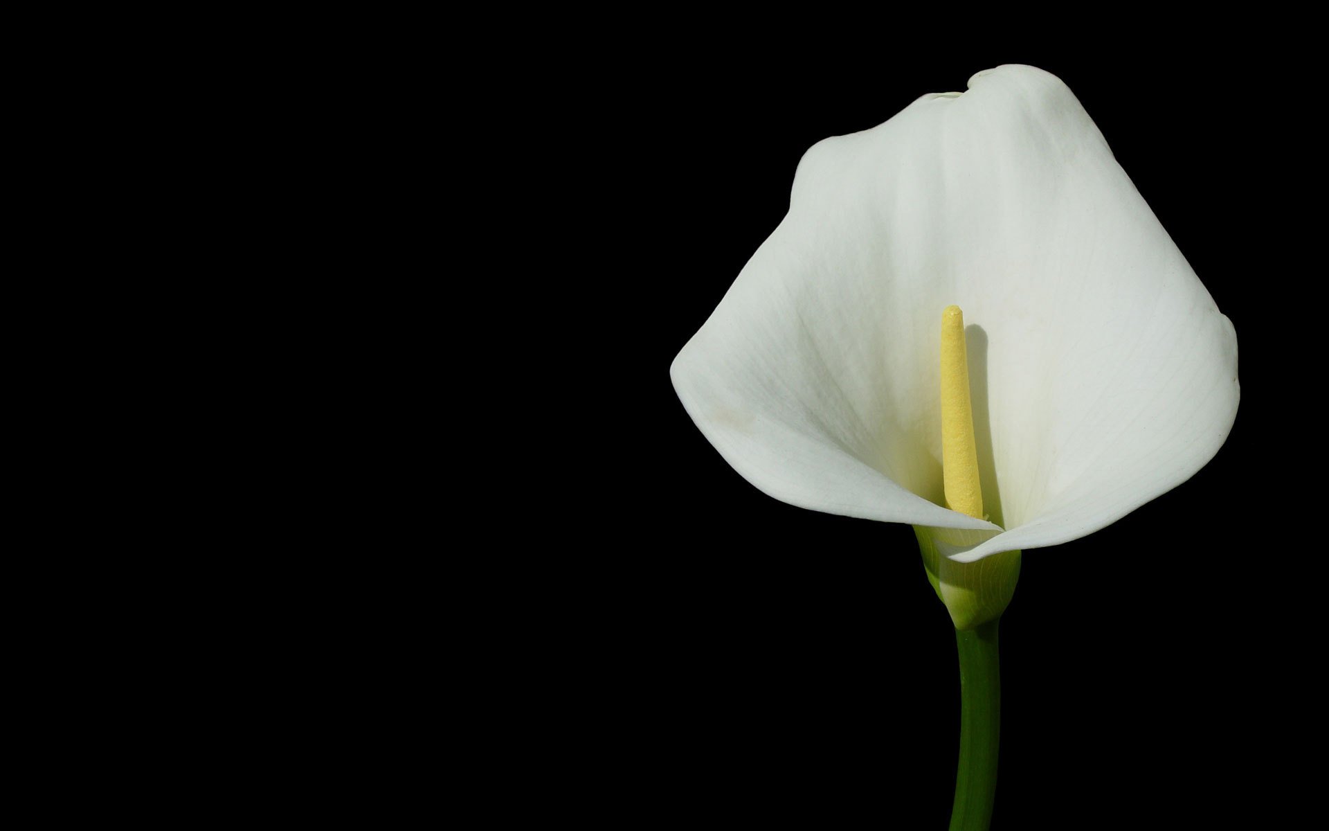 calla fiore sfondo scuro