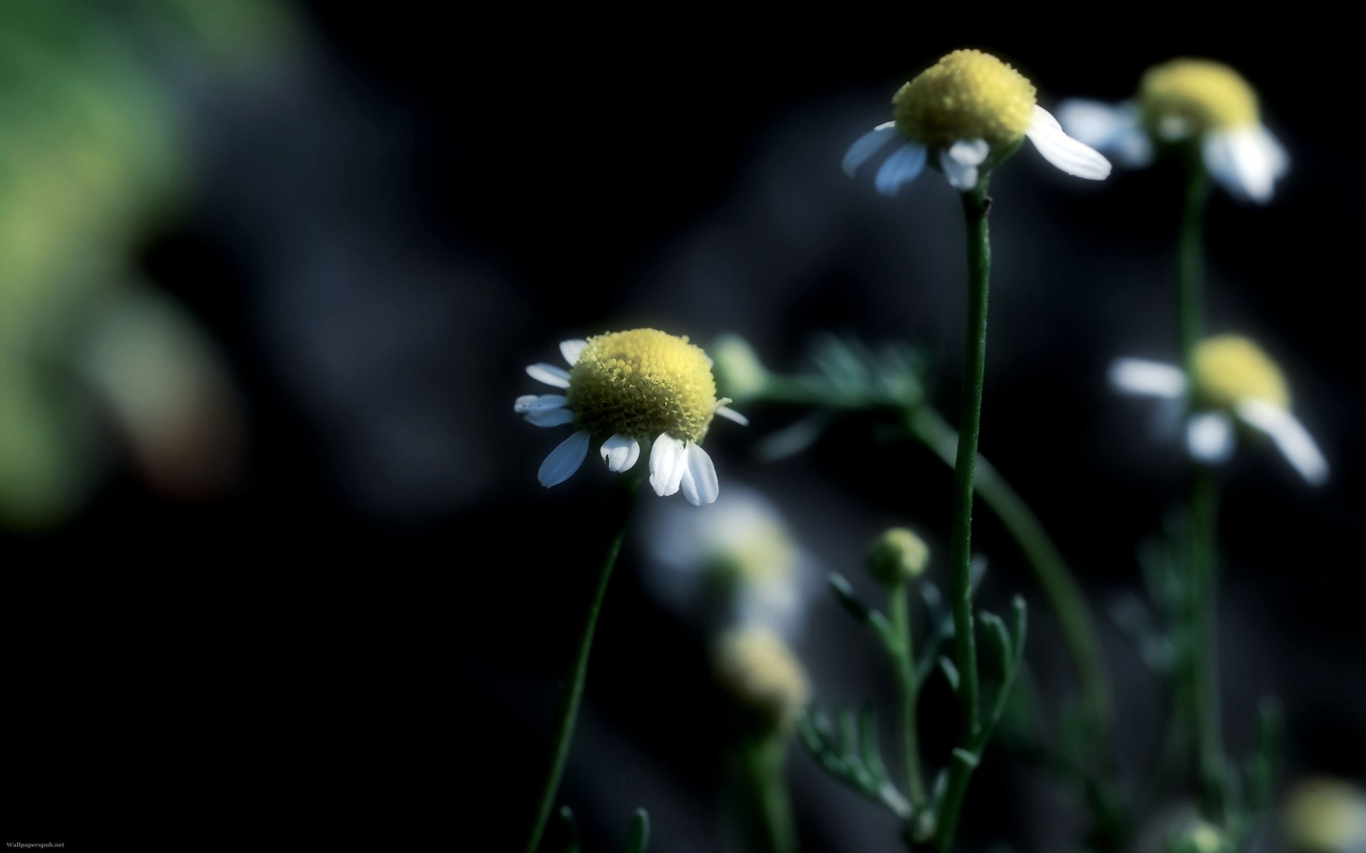 gros plan marguerites mise au point