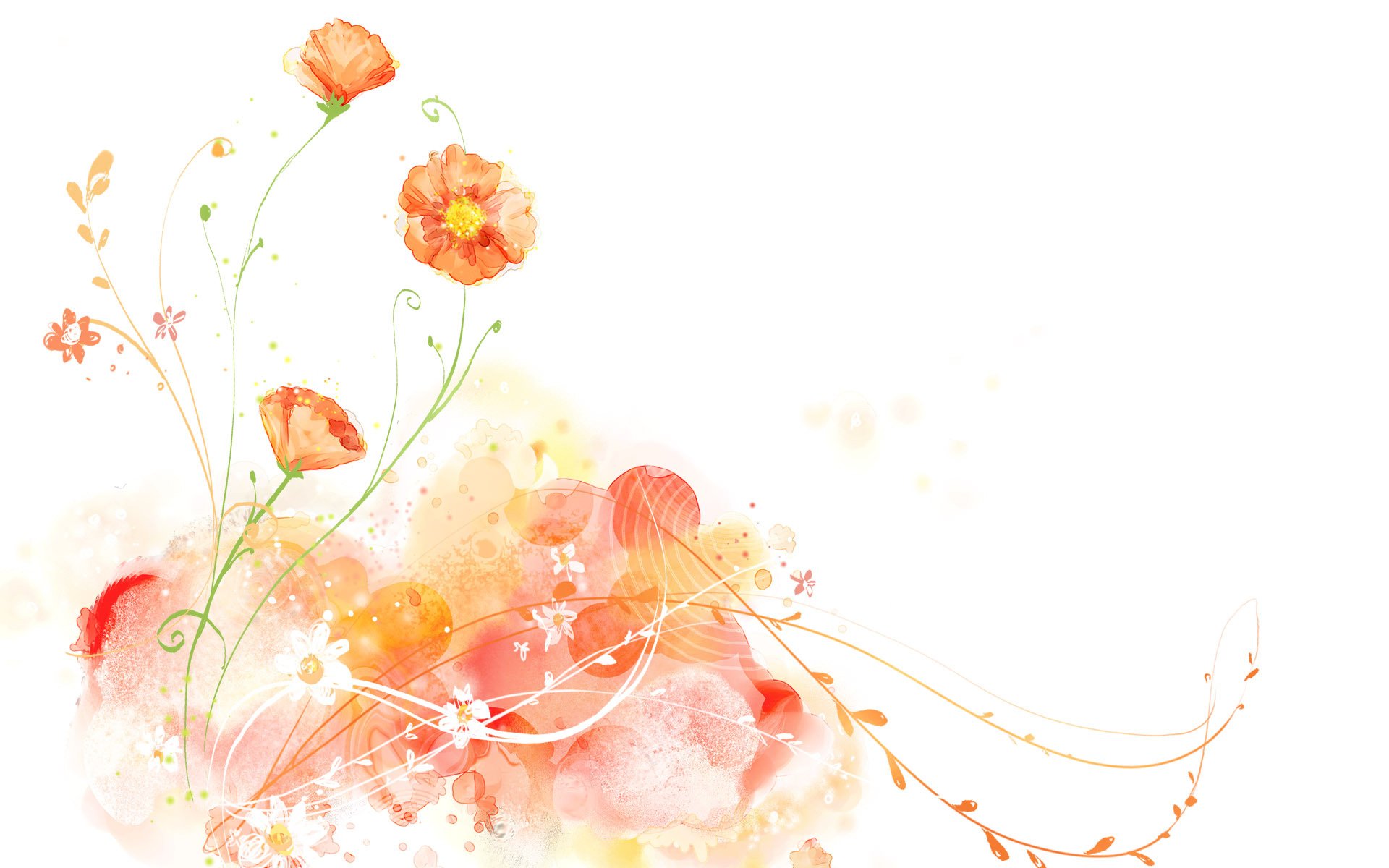 white background picture flower