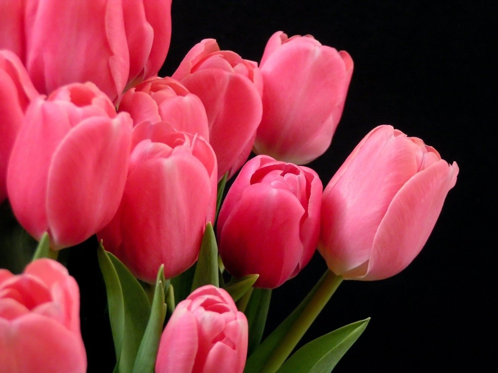 tulips pink on a dark background