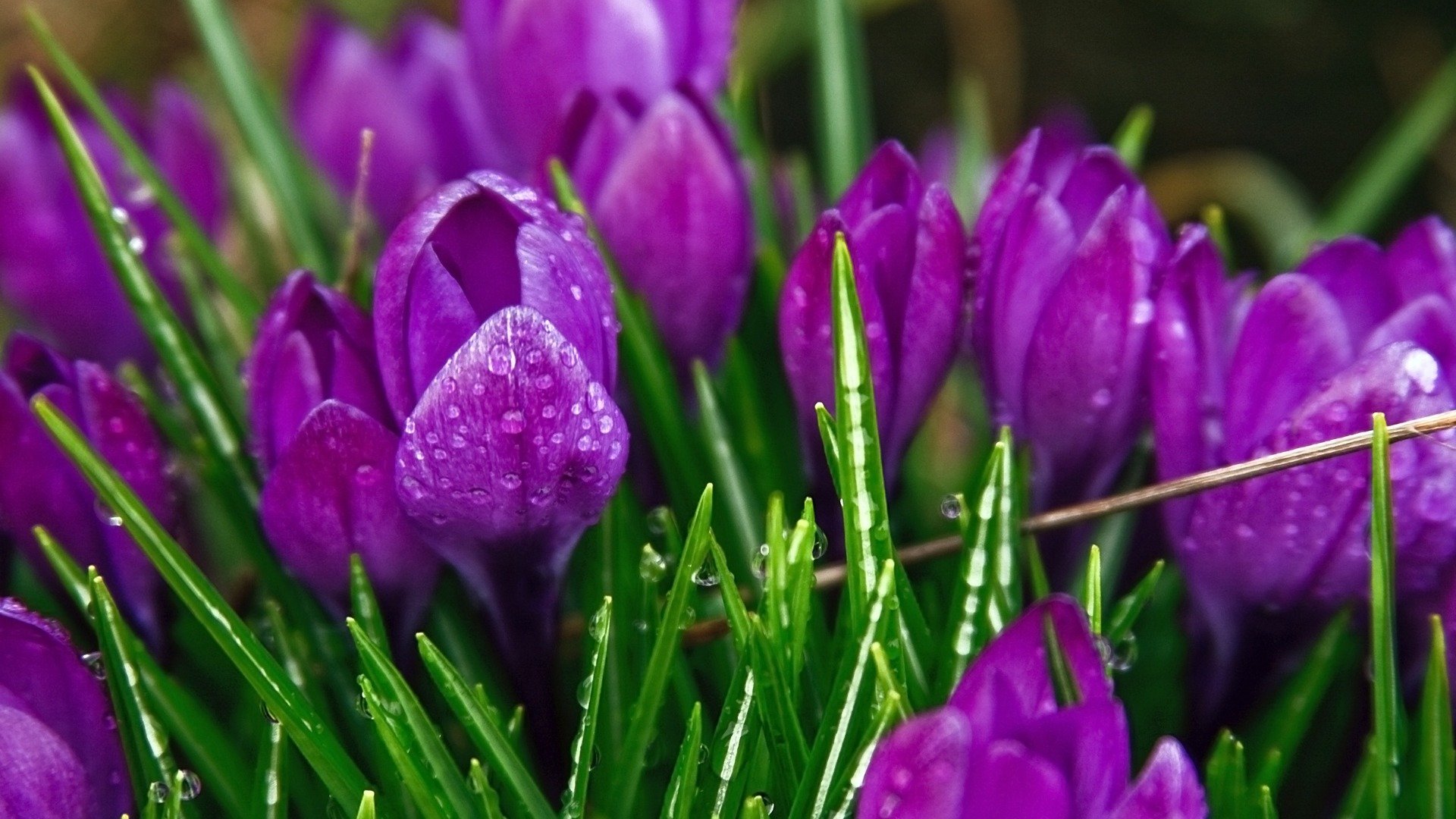 tulipany łodygi liście płatki makro rosa krople