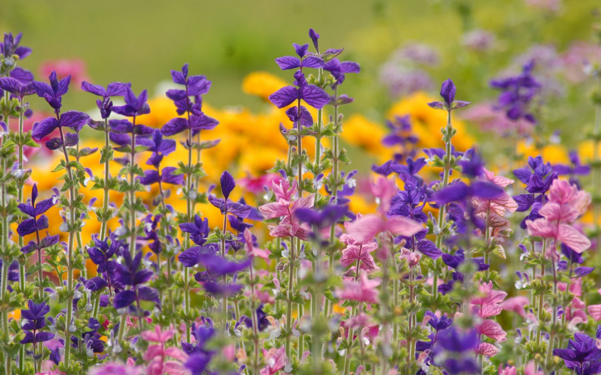 meadow field summer