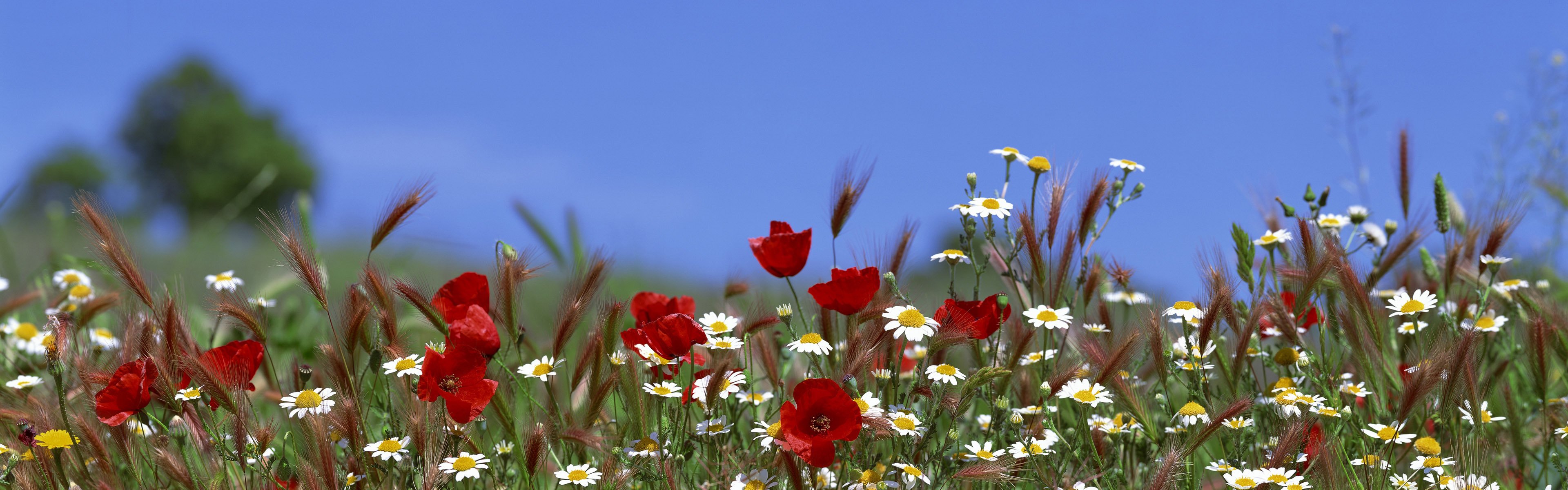 cielo flores amapolas margaritas verano hierba espigas