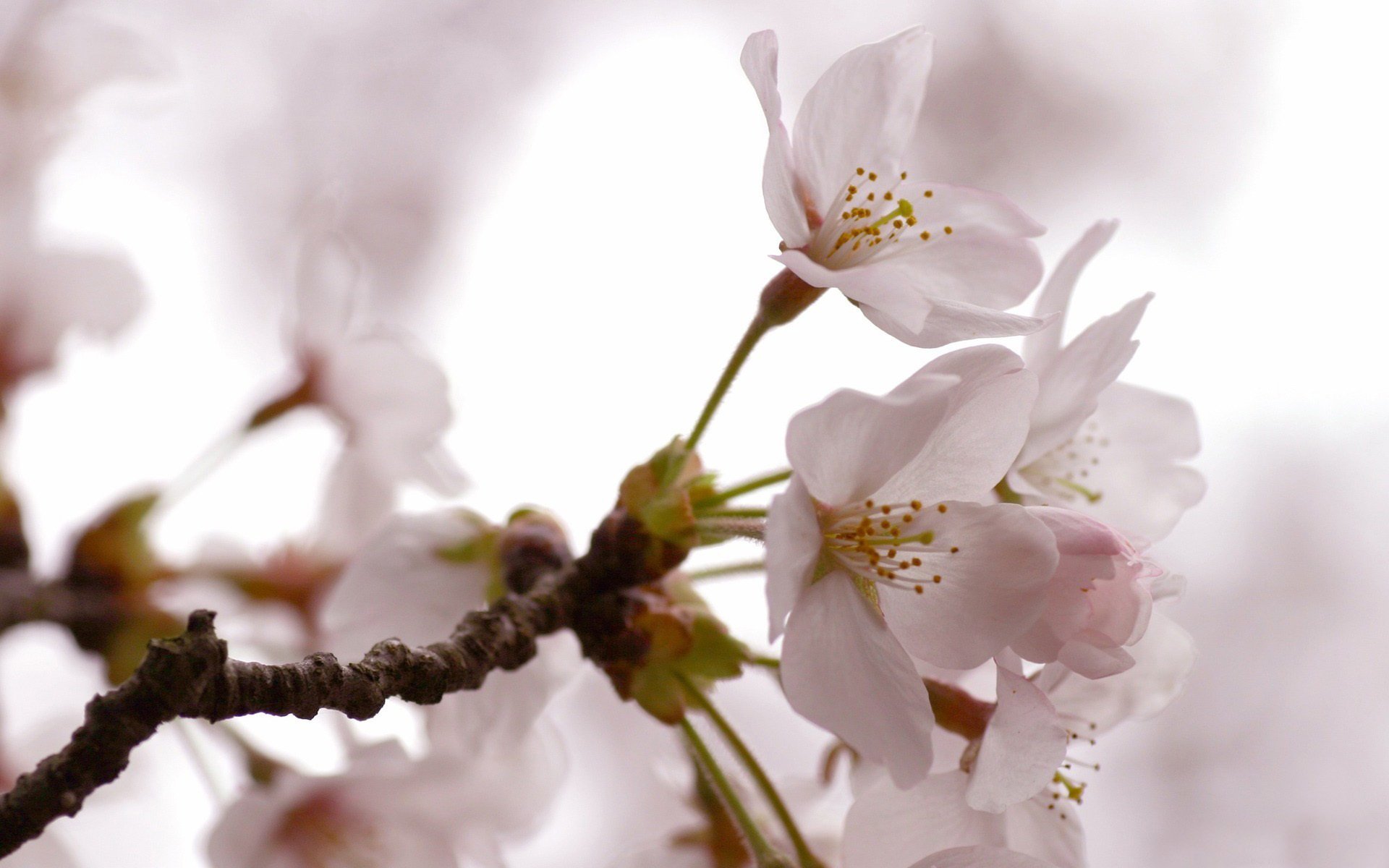 arbre fleurs printemps