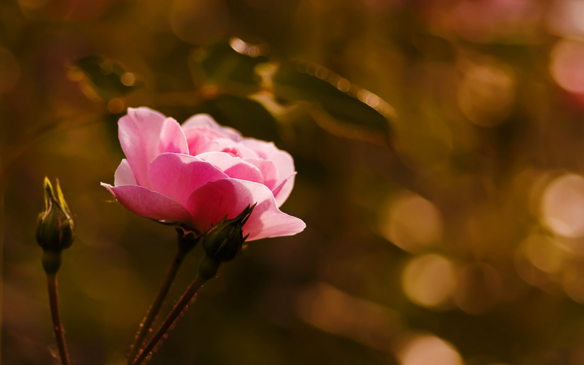 fleur rose bourgeons gros plan