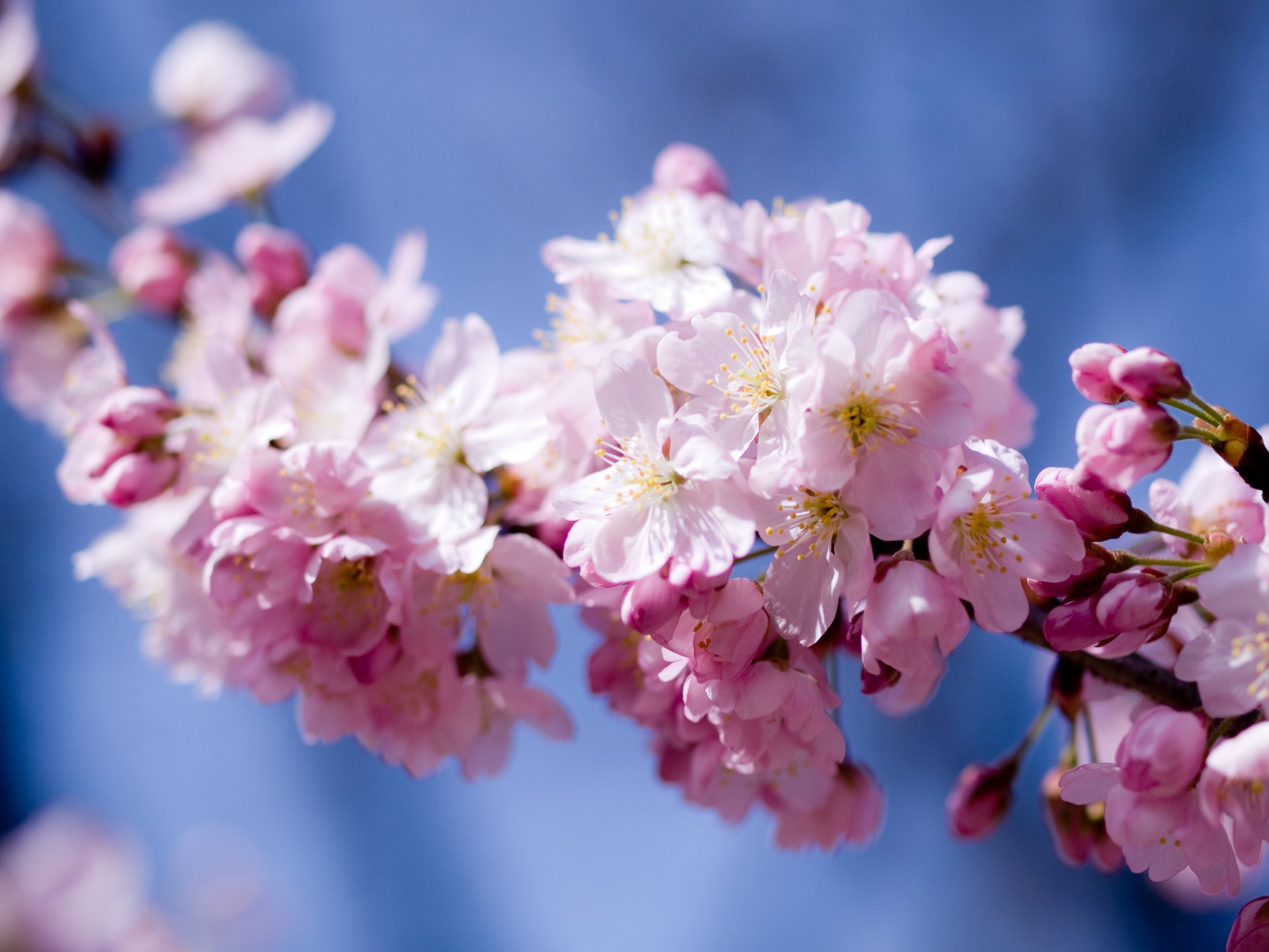 sakura ciliegia fioritura fiori petali rosa cielo primavera