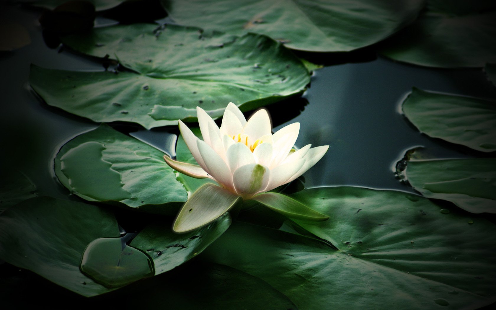 nature fleur nénuphar blanc plan d eau plante pétales