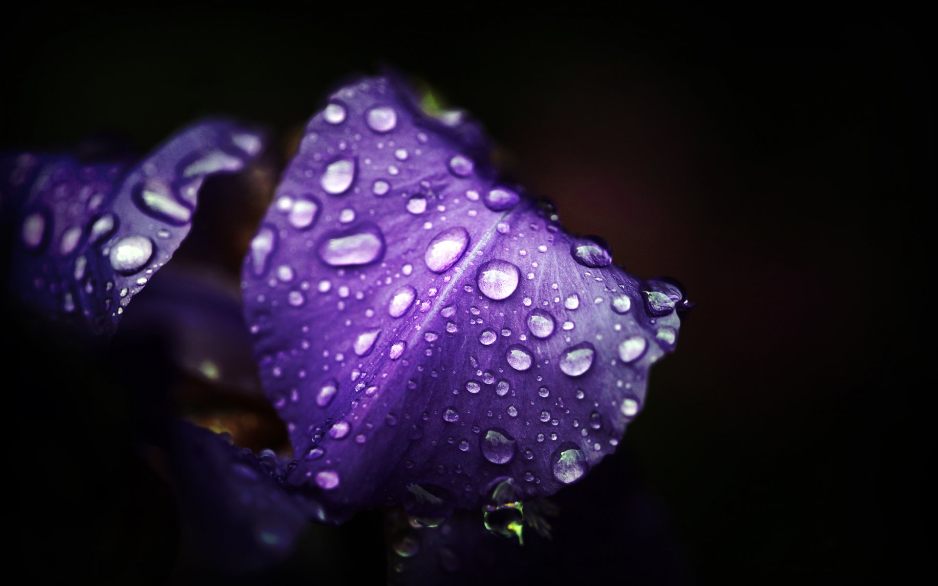 fleurs gros plan nature photo