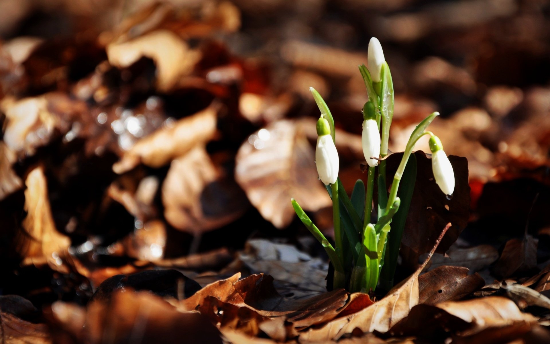 leaves three snowdrop