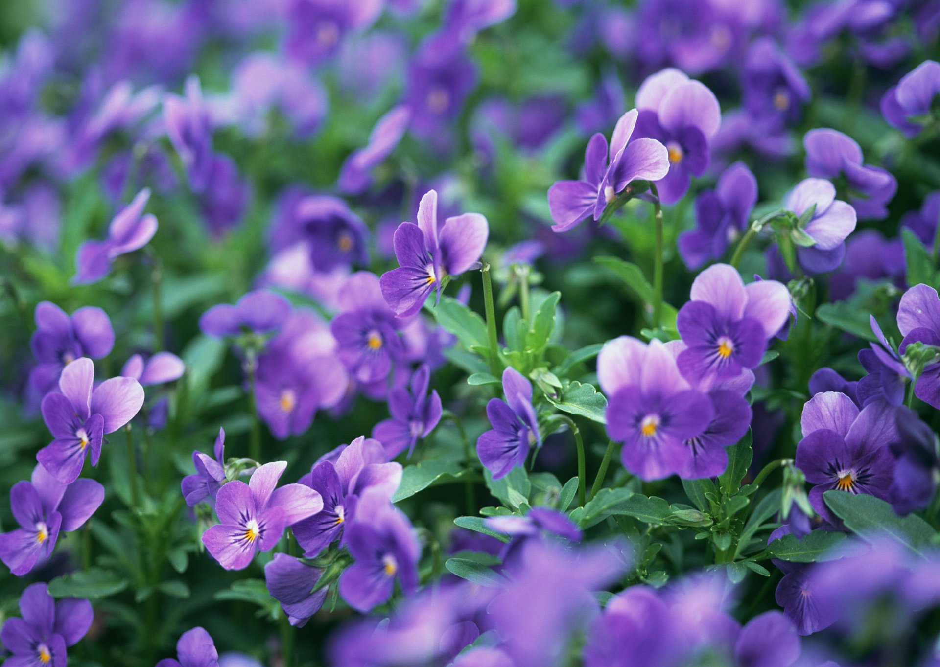 stiefmütterchen blumen lila lichtung makro natur