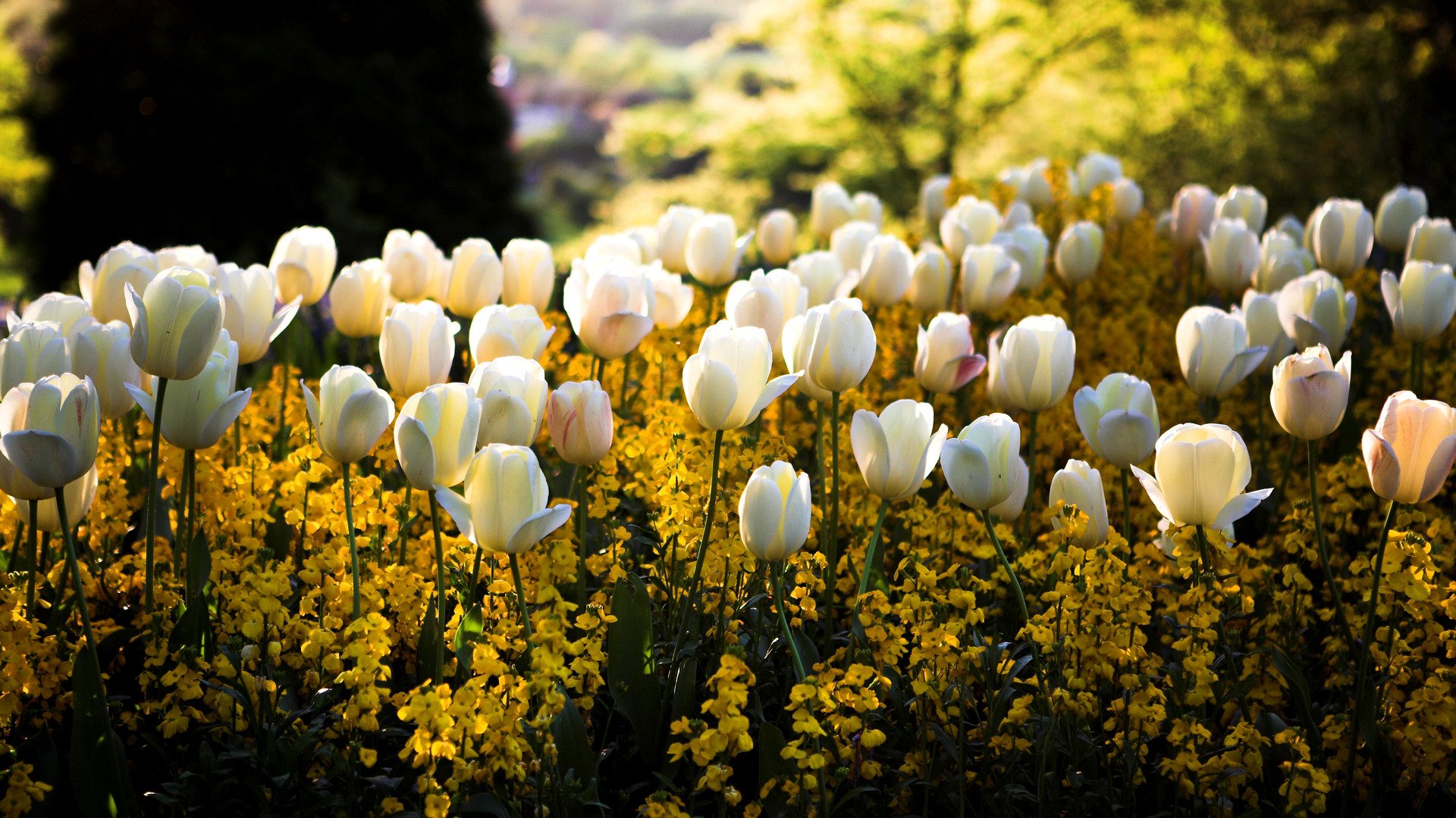 pring park square bed flower white yellow tulips flowers blur sun light reflection